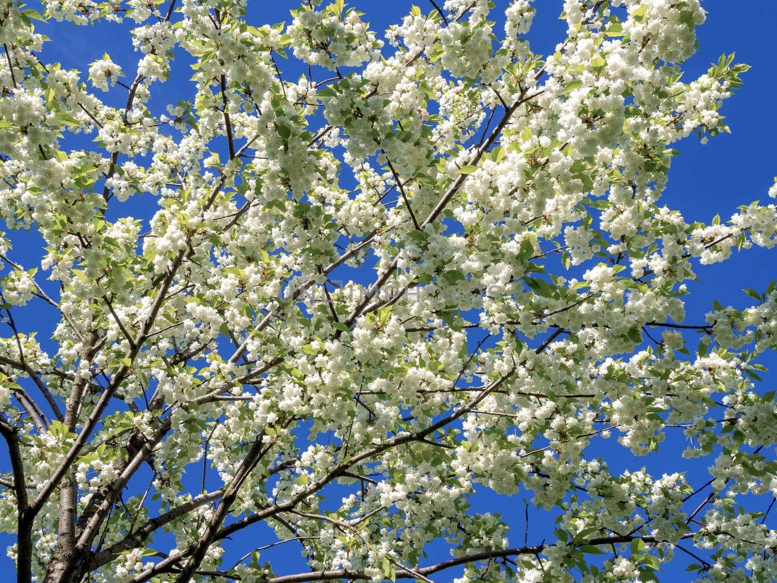 Branch with white blooming apple flowers on the background of the clear blue sky under bright sunlight - spring floral background. Tones correction. Soft focus processing by Andre1ns