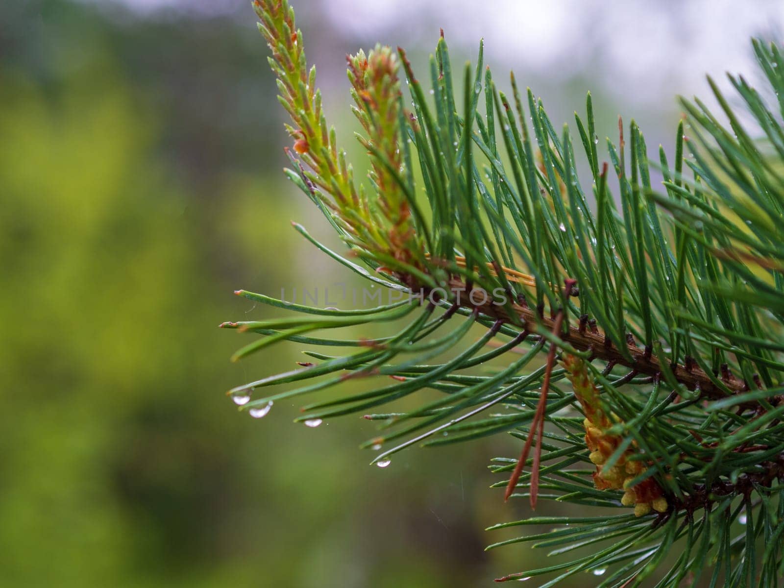 Pine tree after heavy rain. Close up of the branch and water drops.