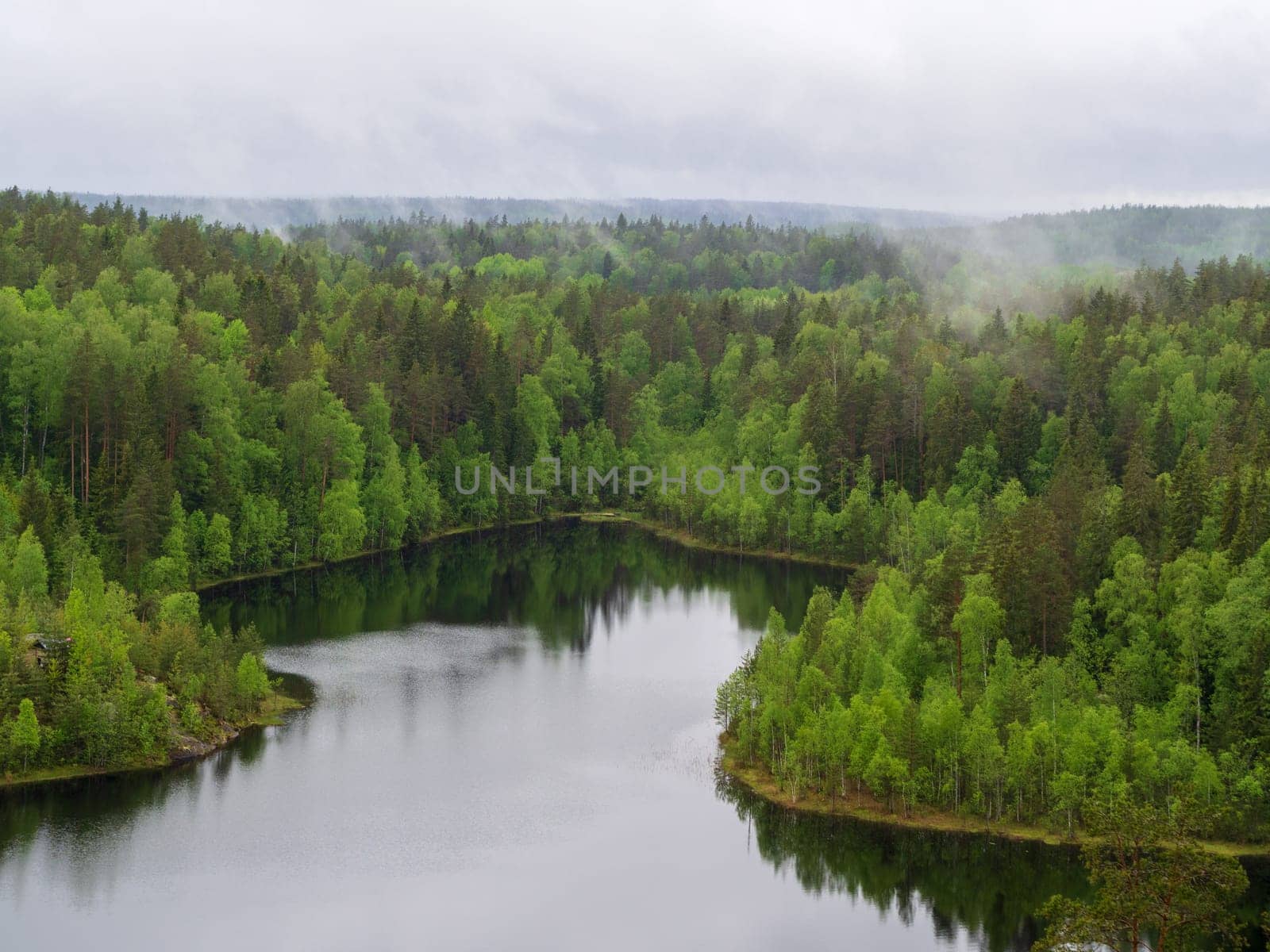 Forest lake shore landscape . Summer forest lake shore panorama. Forest lake shore view