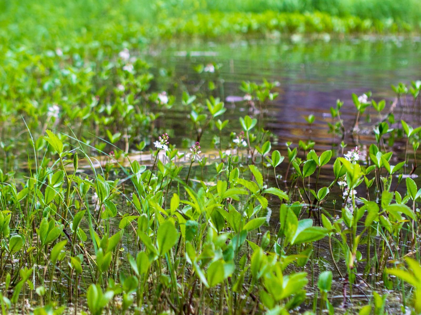 Green Plants and shore trail in the lake