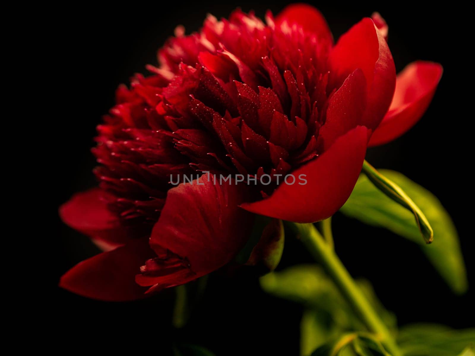 red peonies with water drops on a black background, closeup