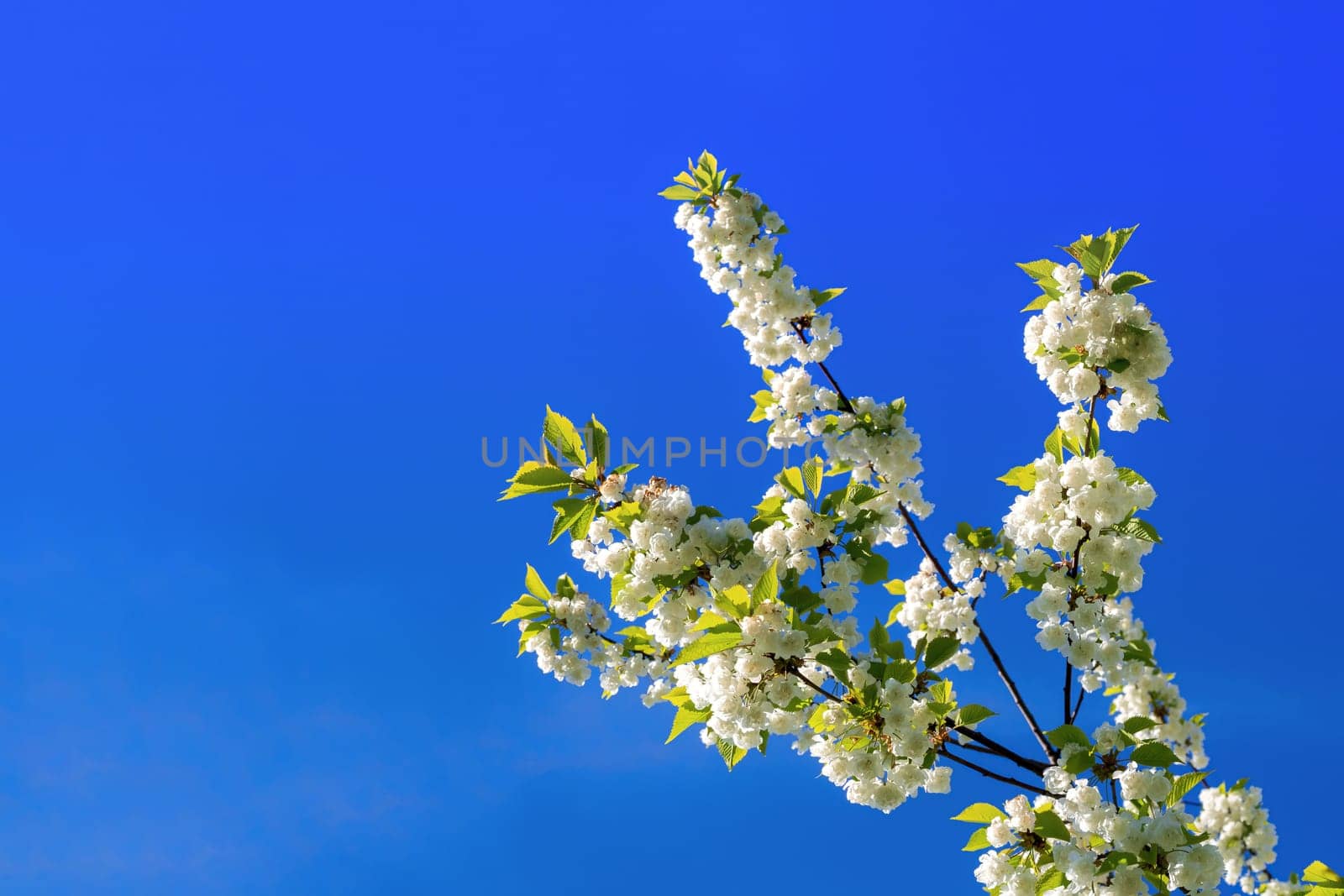 Branch with white blooming apple flowers on the background of the clear blue sky under bright sunlight - spring floral background. Tones correction. Soft focus processing