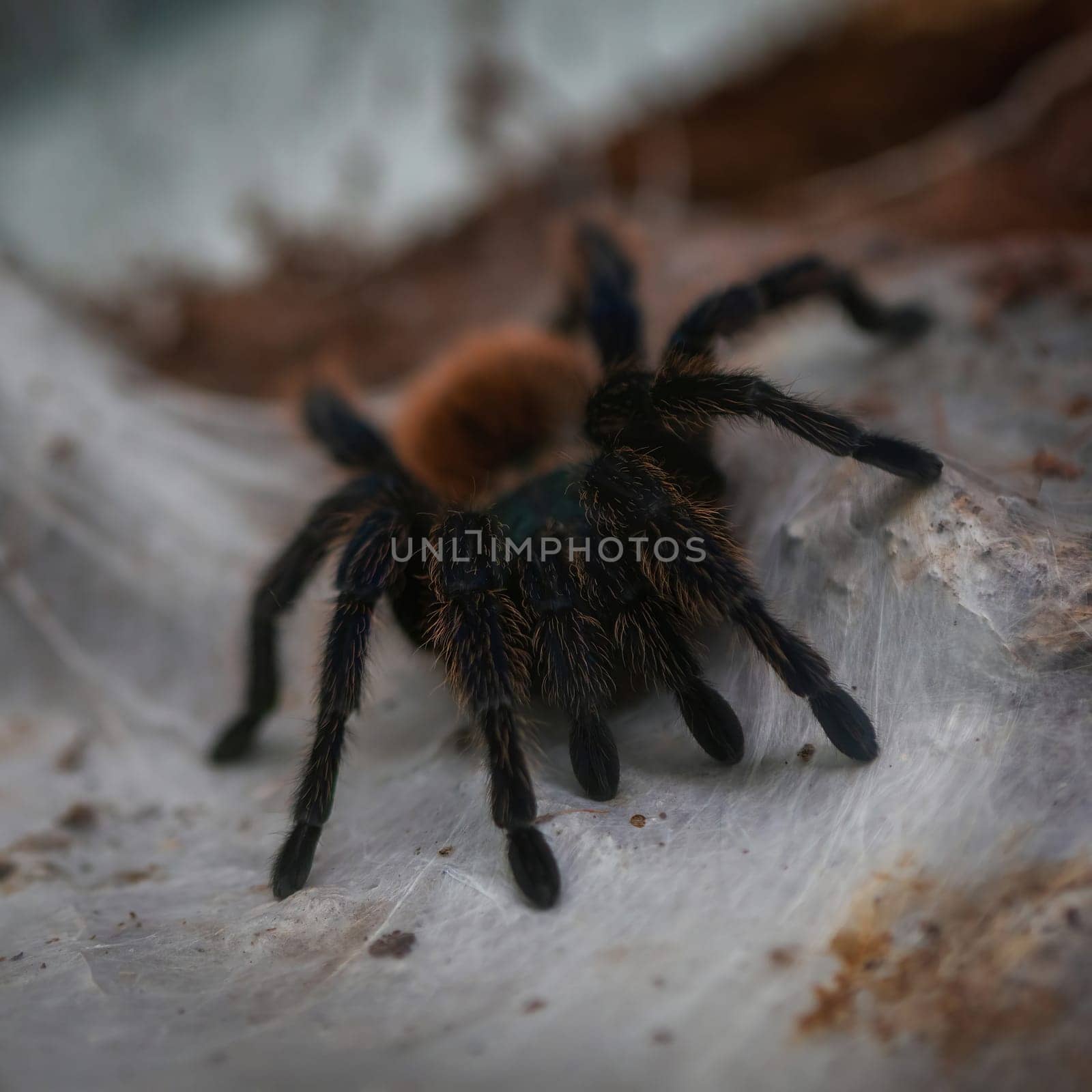 Green Bottle Blue Tarantula Spider. Chromatopelma cyaneopubescens. Tarantula spider on the web. Background for halloween.