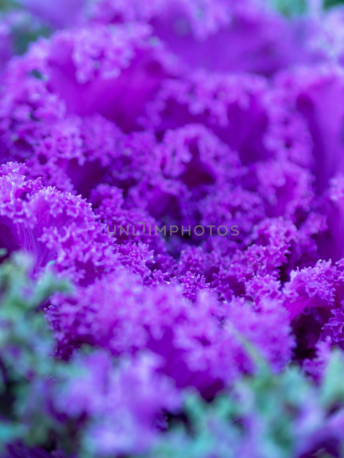 Flowering decorative purple-pink cabbage plant in garden. Ornamental cabbages. Winter flowers. Coloured leaves of ornamental cabbage. Crimson decorative cabbage.Ornamental kale.