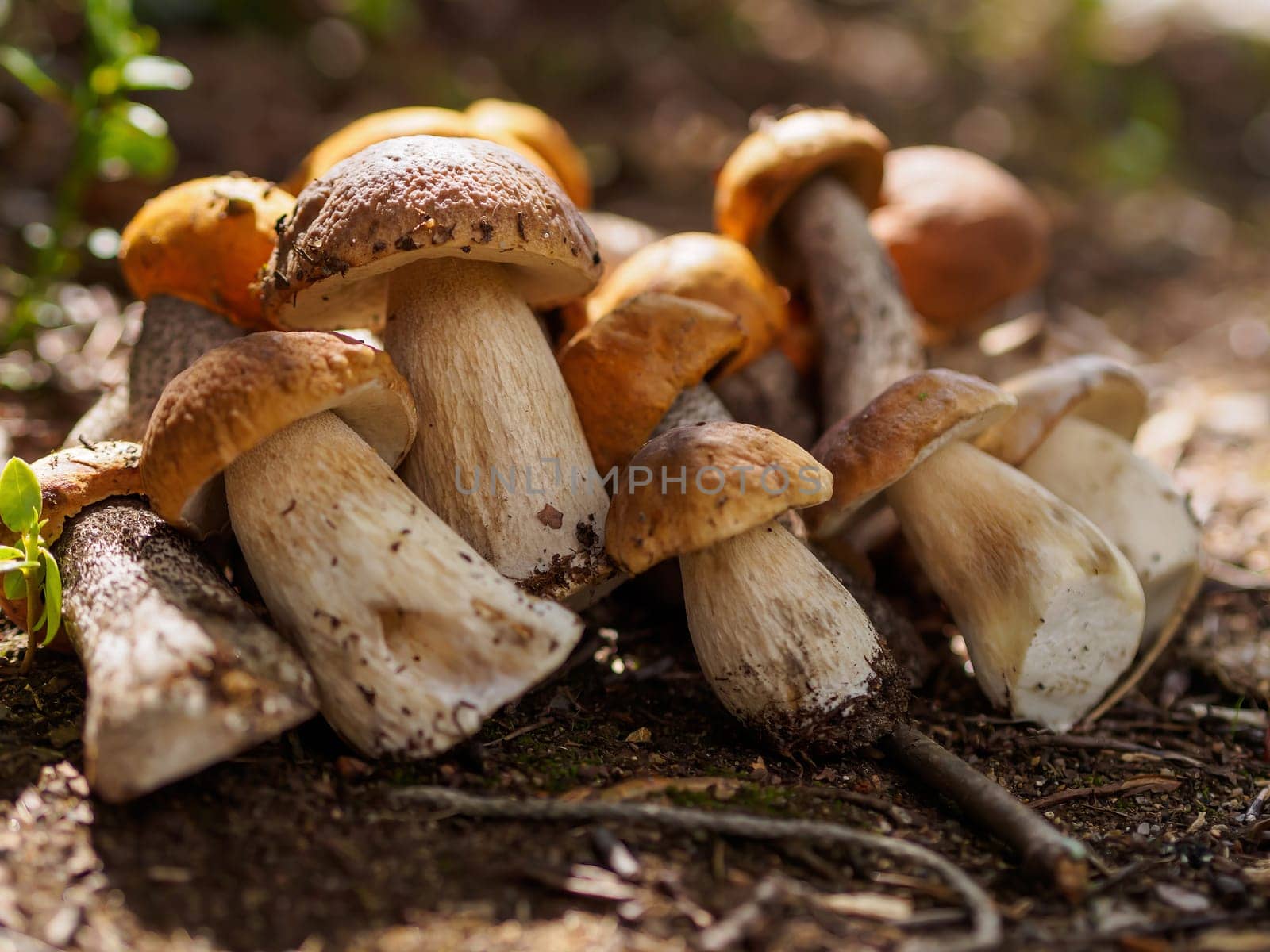 Collected porcini mushrooms on the ground. Pile of porcini mushrooms. by Andre1ns