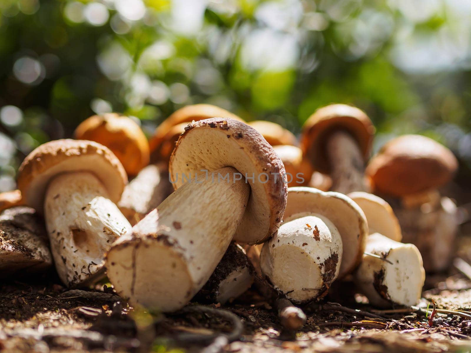 Collected porcini mushrooms on the ground. Pile of porcini mushrooms
