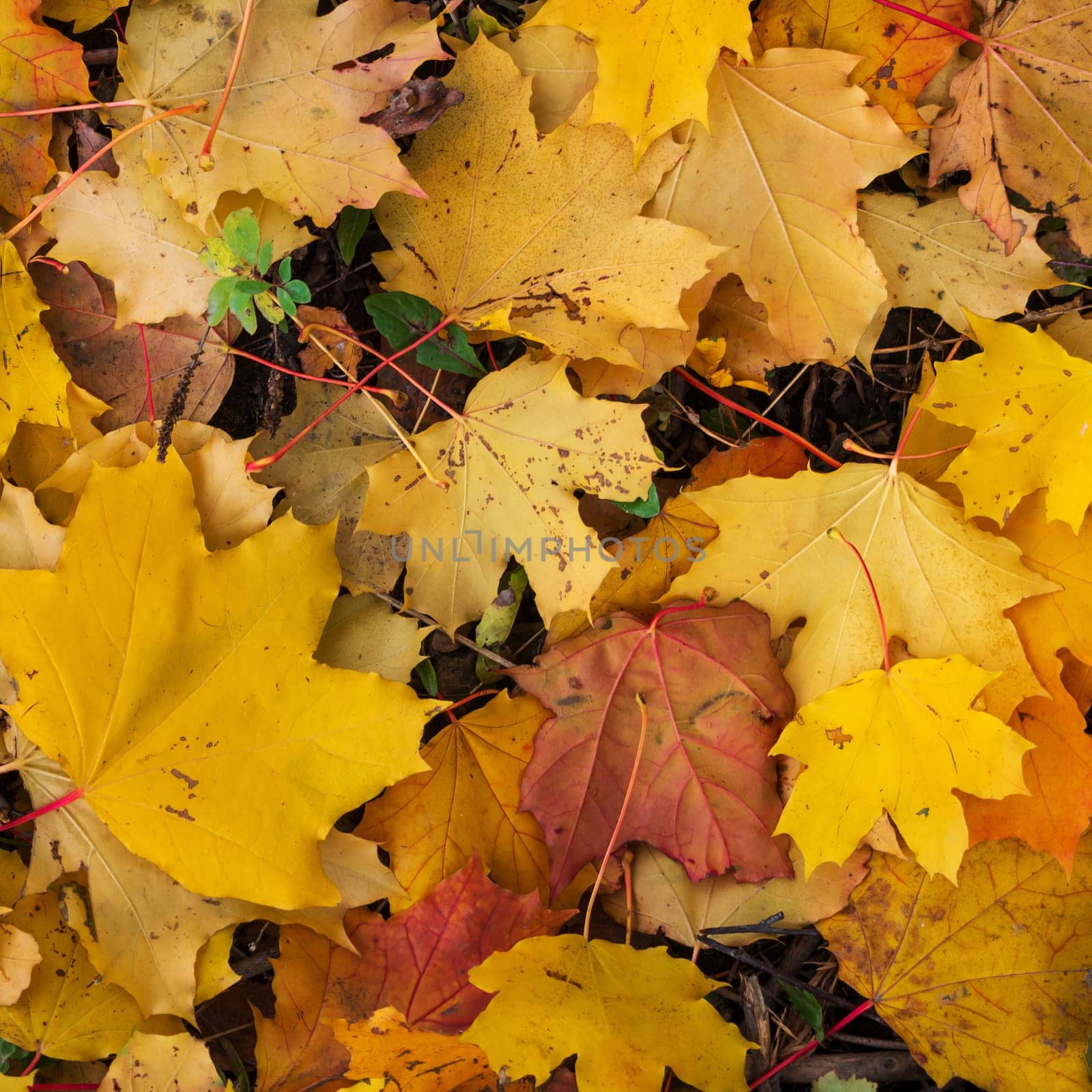 Colorful and bright background made of fallen autumn leaves