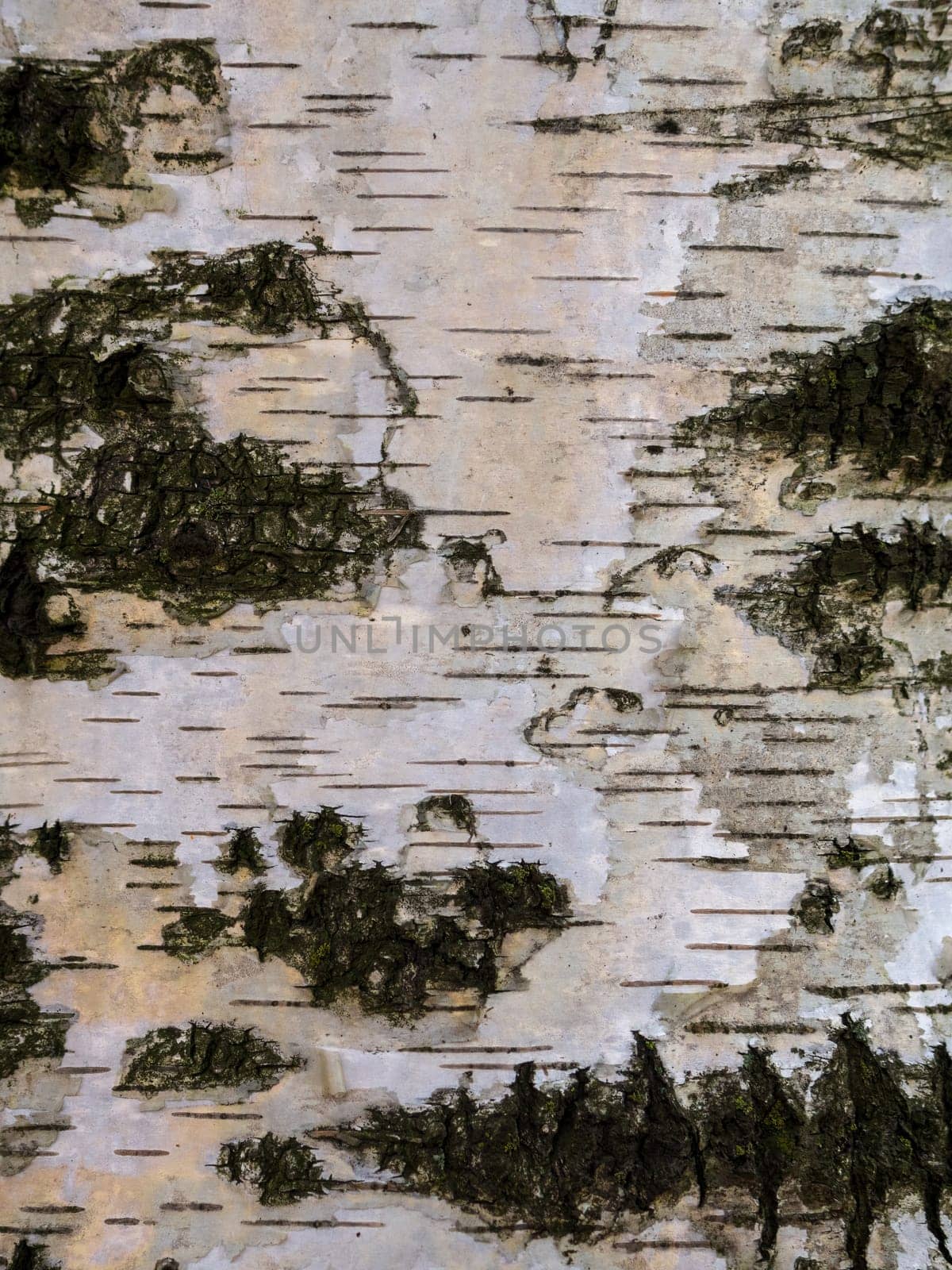 Texture of birch bark, background