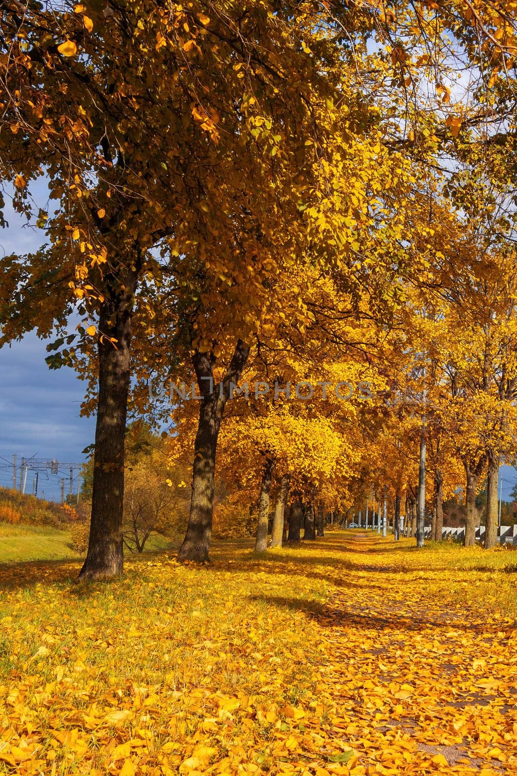 Autumn park alley bench autumn landscape