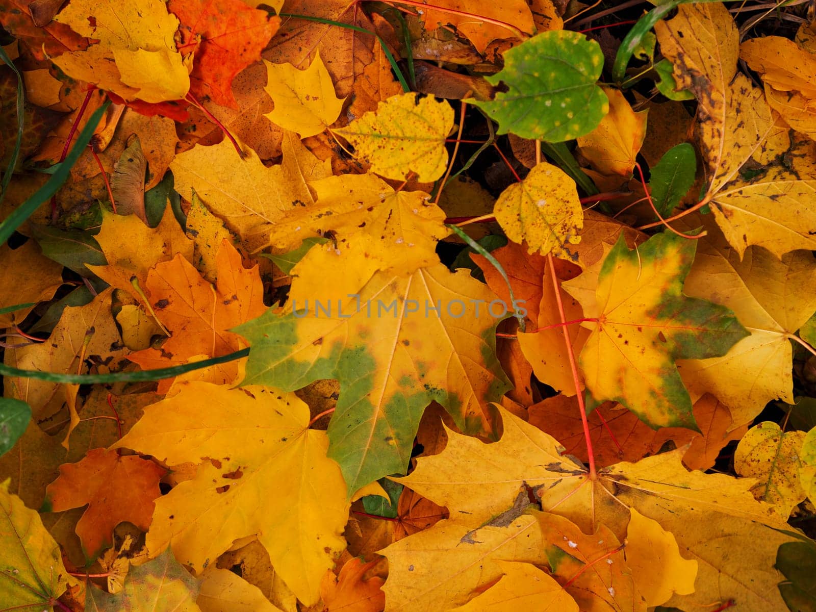 Colorful and bright background made of fallen autumn leaves