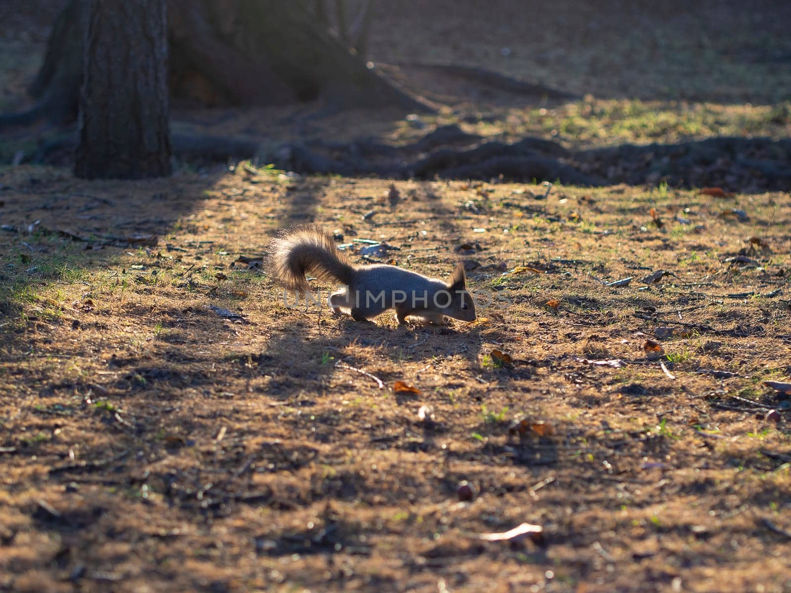 squirrel looking for food in the park on a sunny day.