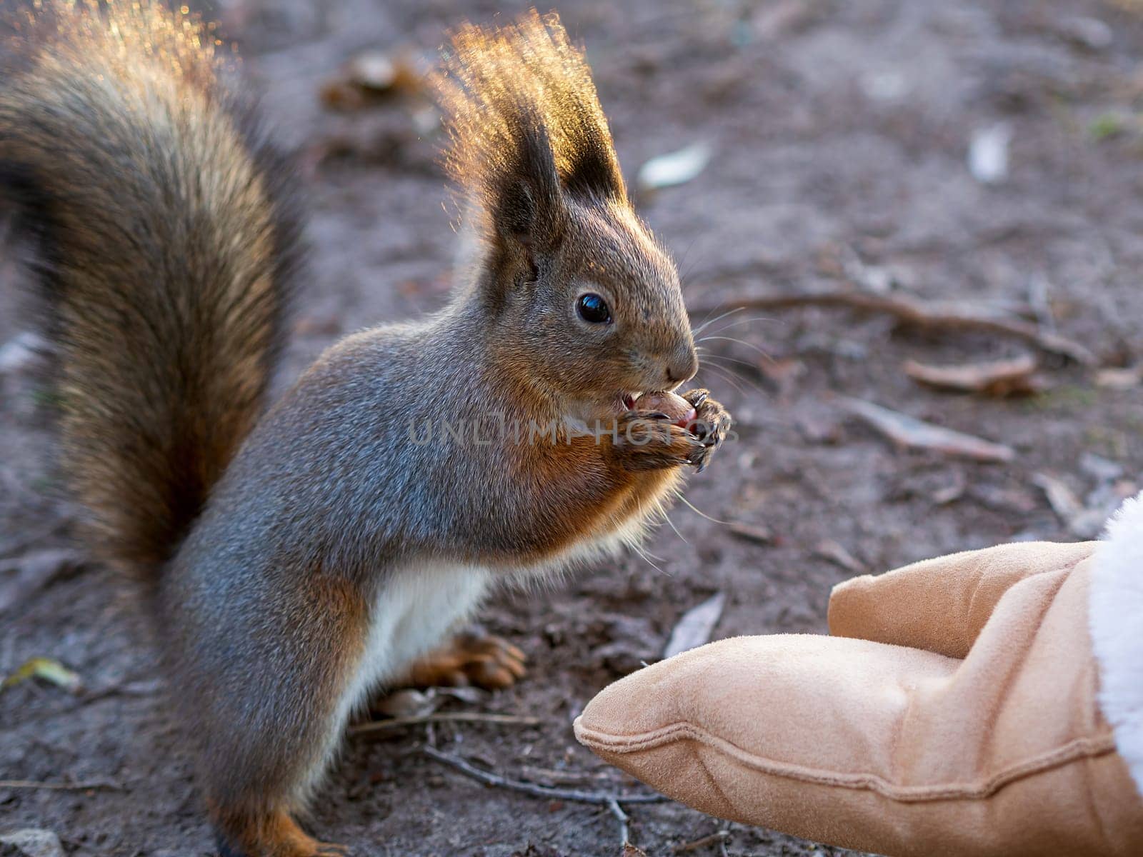 Winter squirrel eats a nut from a female hand. Eurasian red squirrel, Sciurus vulgaris.