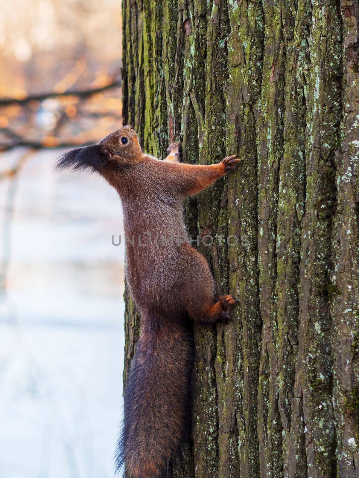 Red squirrel posing on a tree. Portrait of a funny fluffy squirrel sitting on a tree by Andre1ns