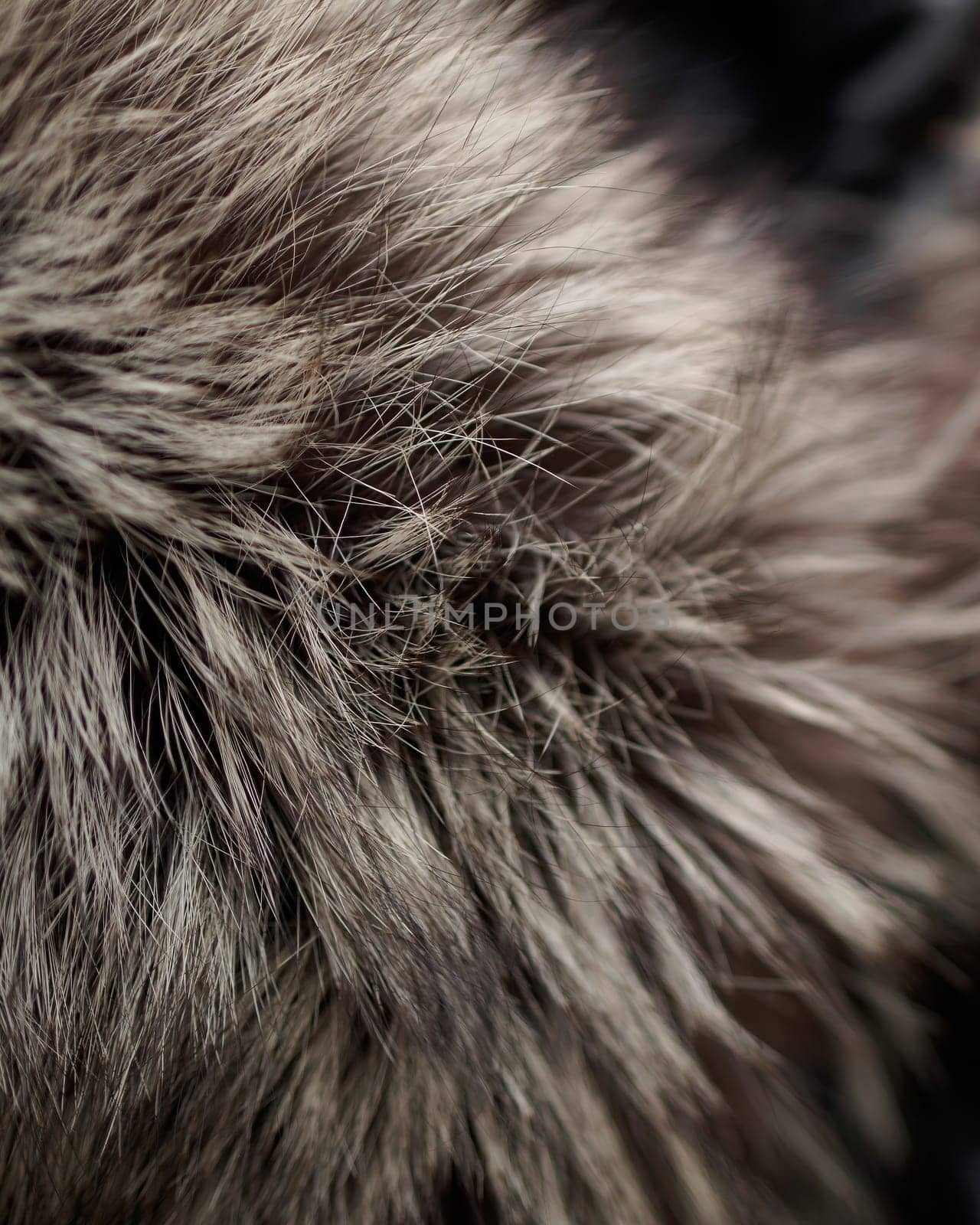 fur background/ grey fur background, natural/ fur background by Andre1ns