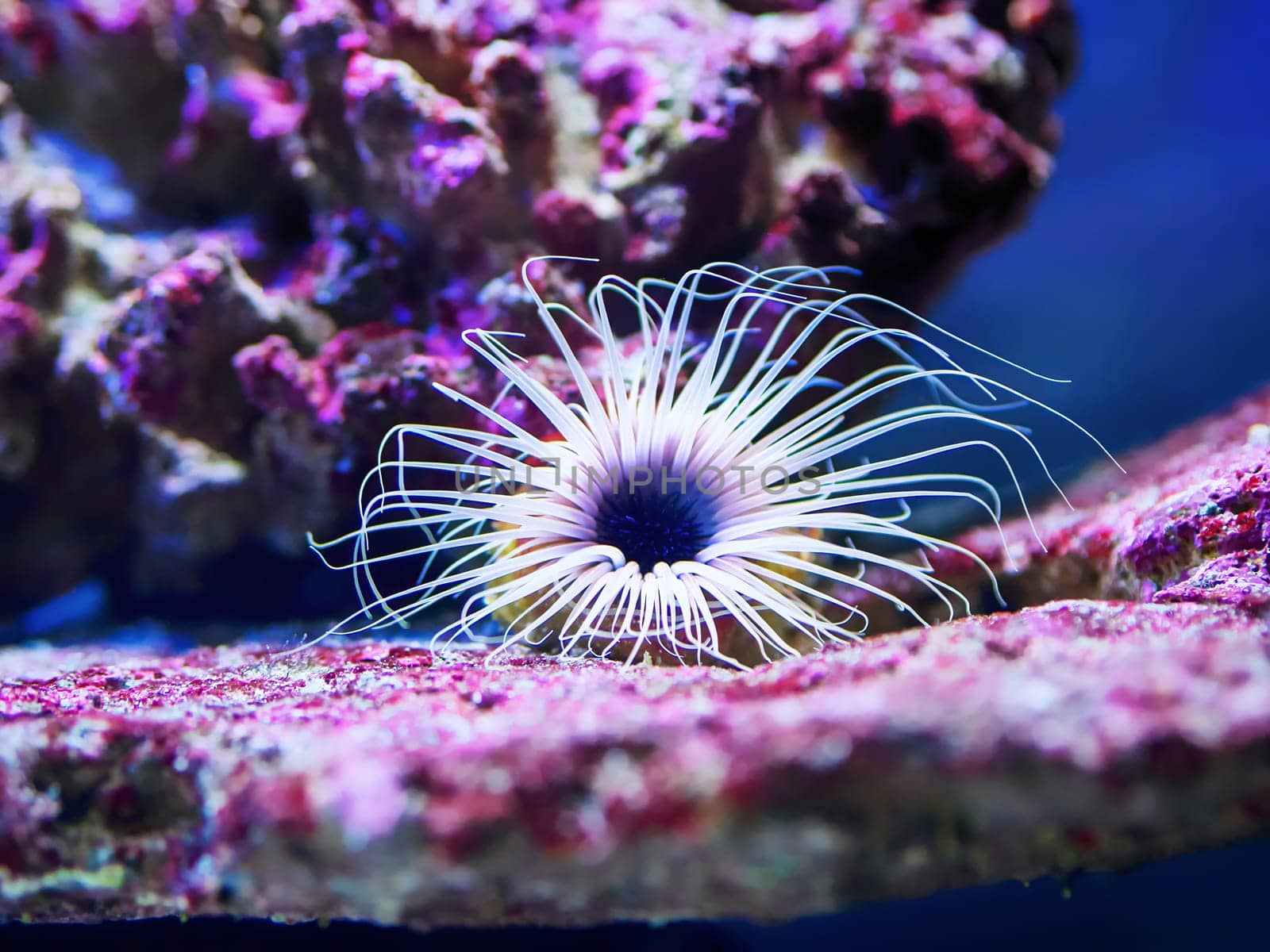 Pink tube anemone in the shallow sea. Photo from snorkeling, anemone at the bottom of the ocean. Marine life, underwater photography.