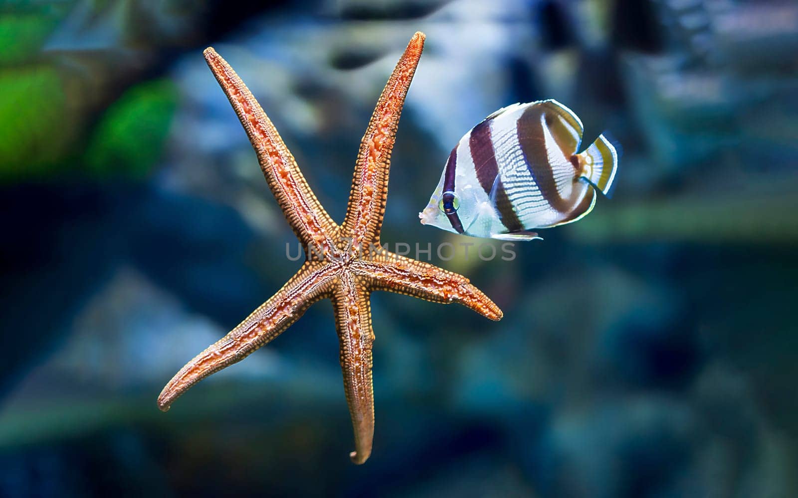 Underwater tropical fish with starfish close up.