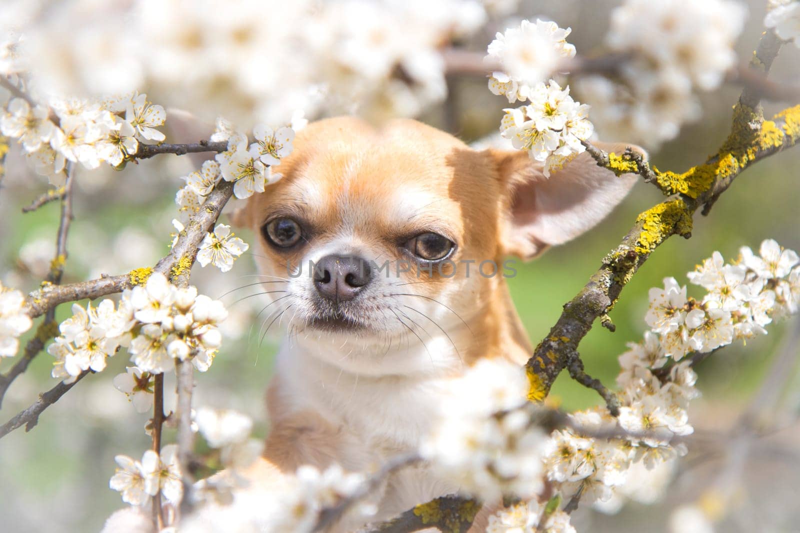 dog among cherry blossoms close-up, pets, spring