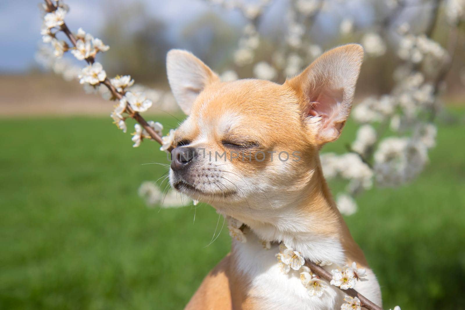 dog enjoys the flowers on a spring day, pets, spring