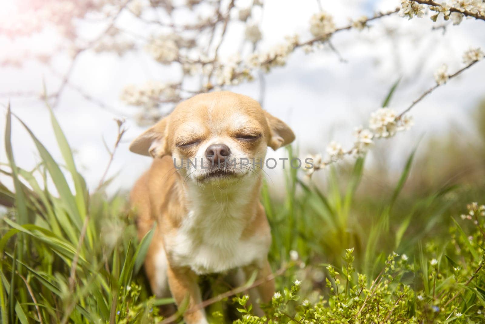 dog sits with a smile under a flowering tree, pets, spring