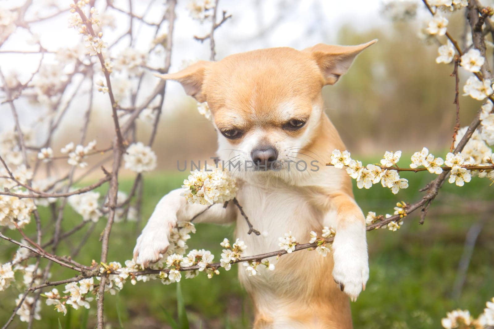 dog sniffs a blossoming cherry branch, pets, spring