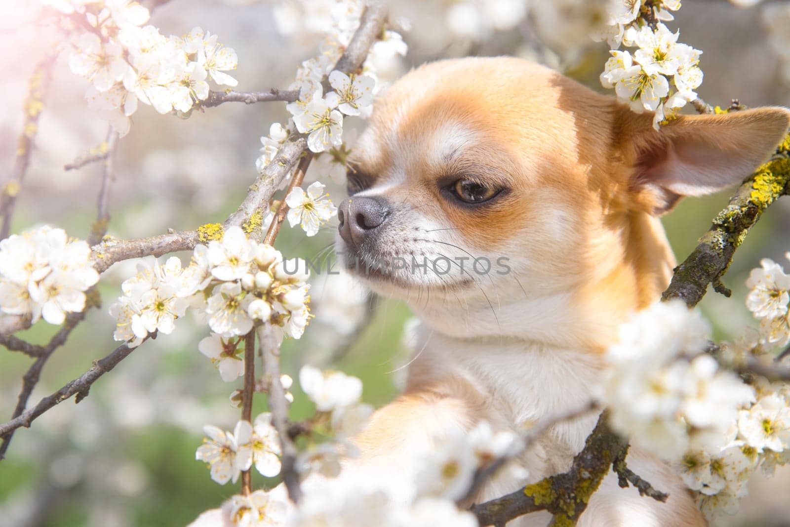 dog sniffs among the cherry blossoms close-up, pets, spring