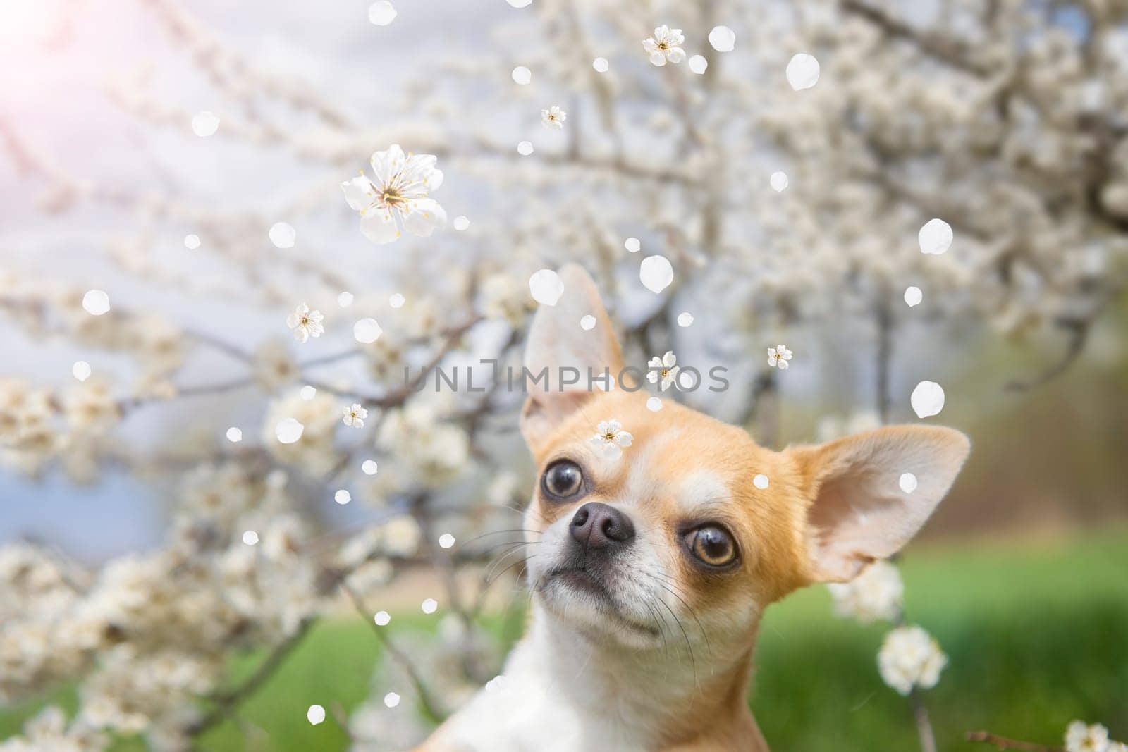 dog under a blossoming tree looks at the falling blossoms, pets, spring