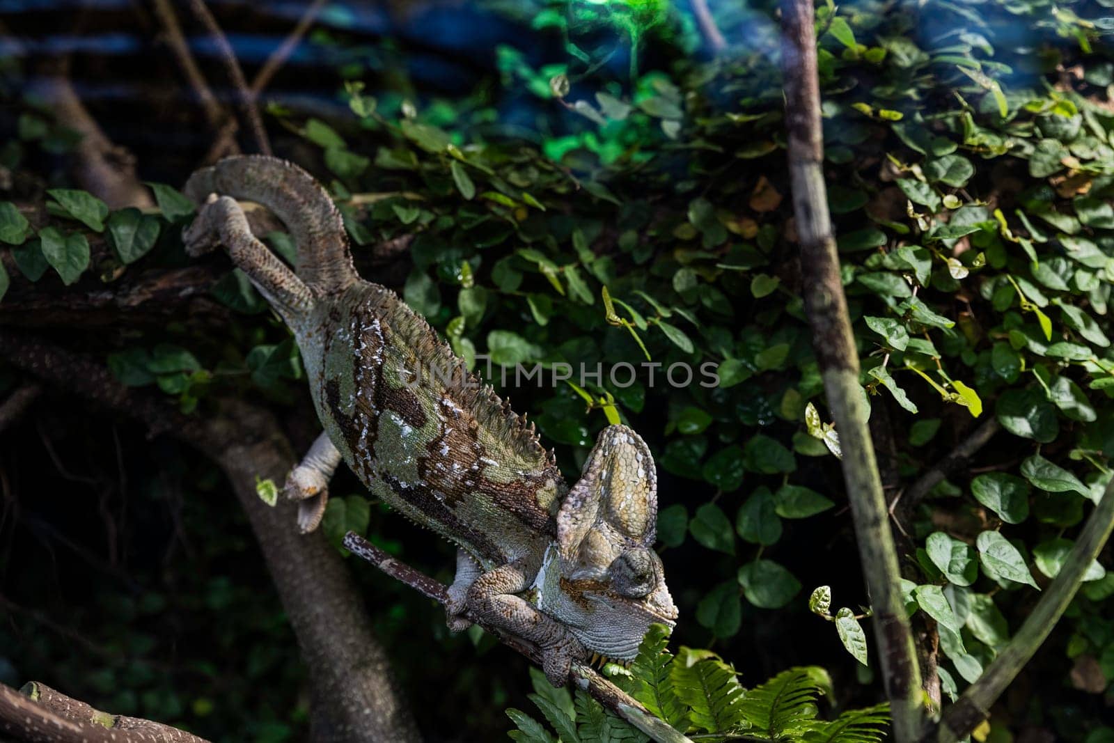 A close-up shot of a beautiful green chameleon on a branch in the zoo park by compuinfoto