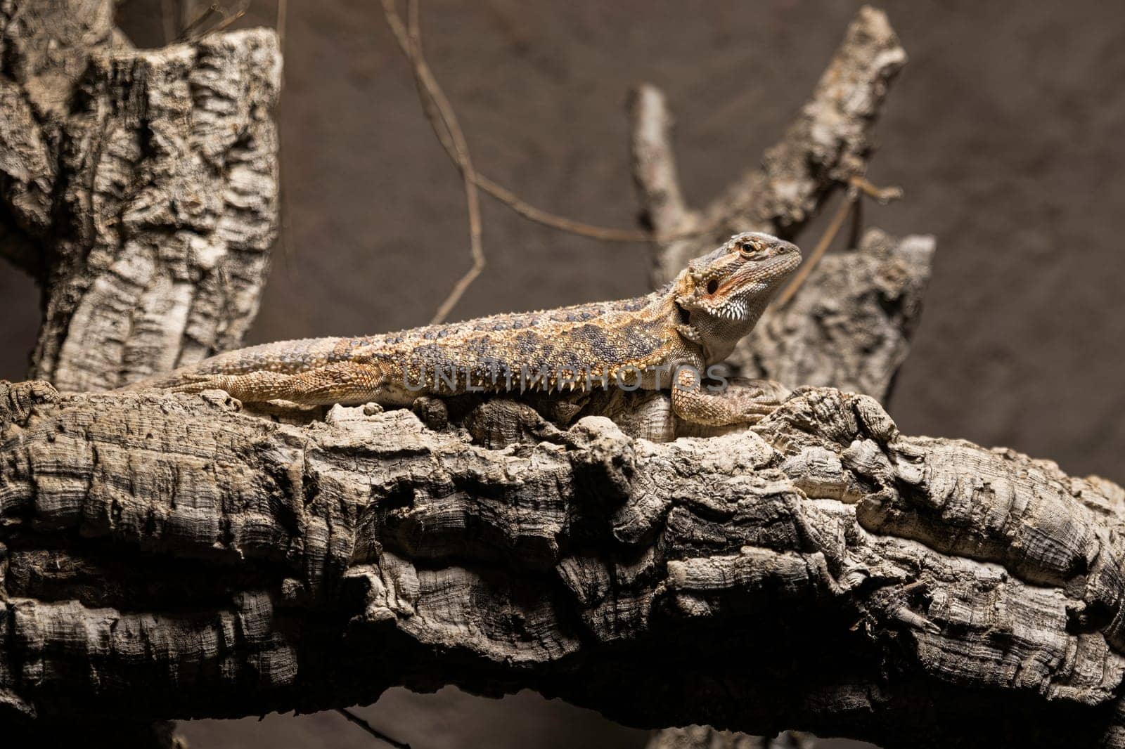 a bearded dragon on a tree camouflage by compuinfoto
