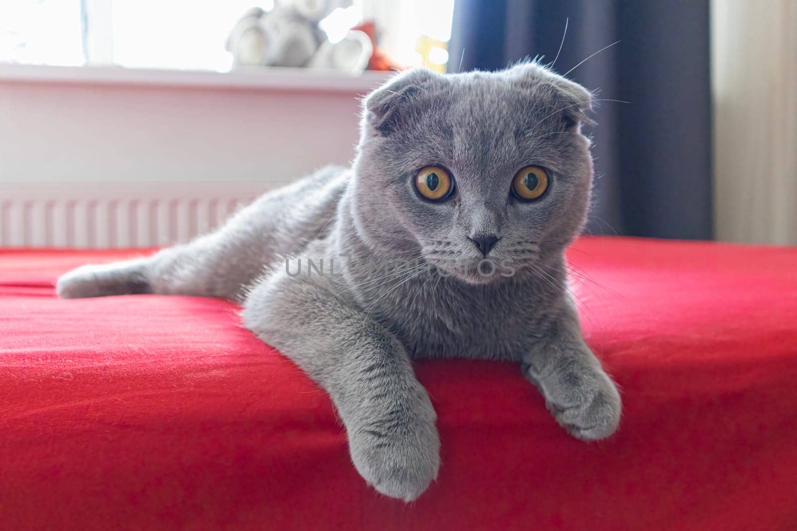 smoky lop-eared cat on a red bed. photo