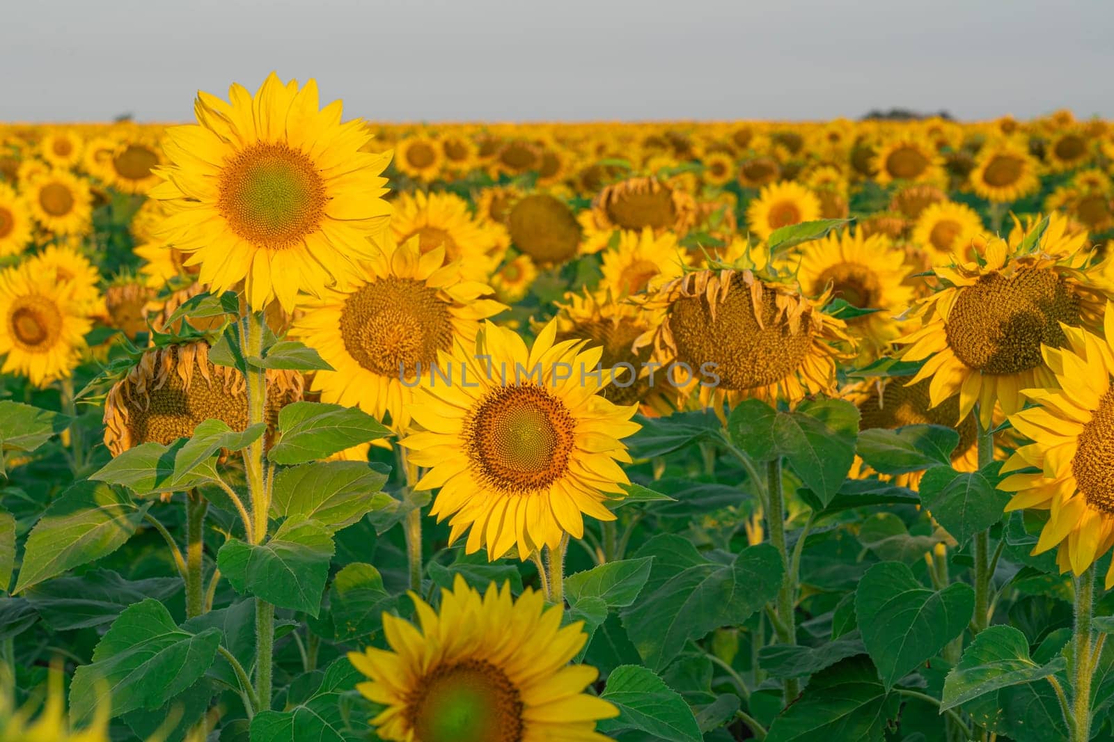 sunflower and a field of sunflowers on a blue sky background. High quality photo