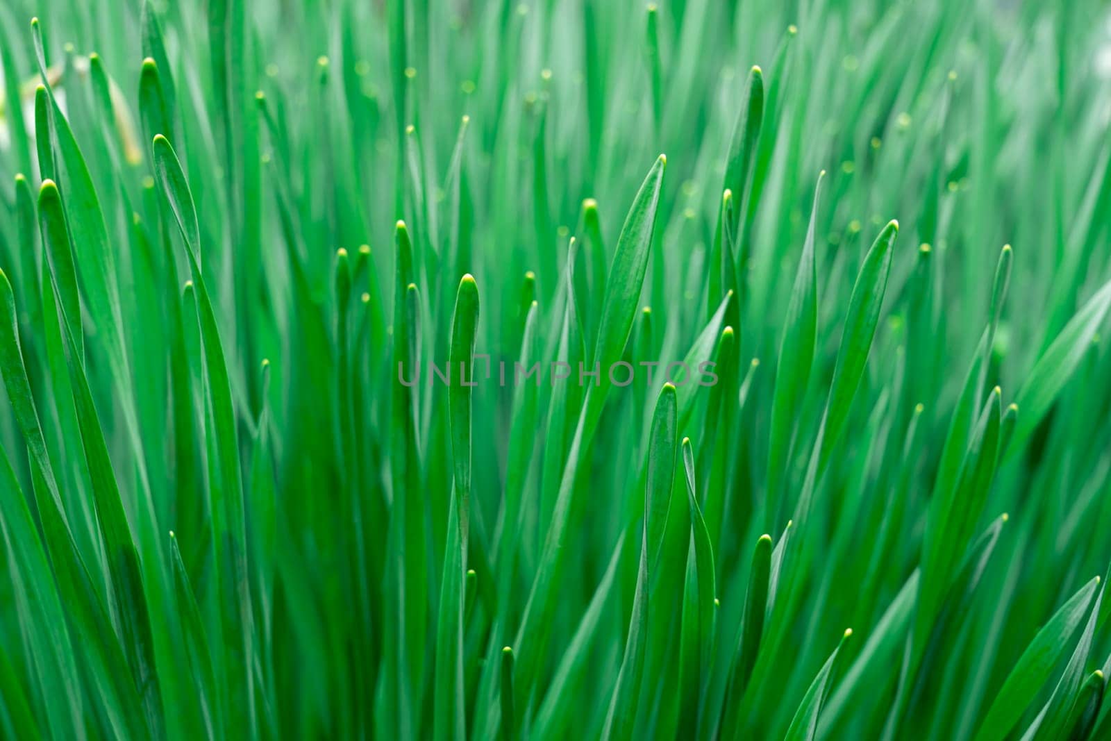 green grass close up as background macro. photo