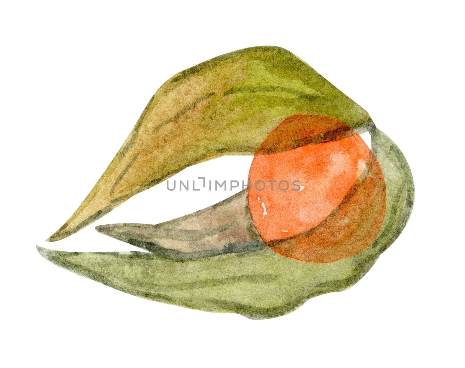 Watercolor physalis illustration isolated on white background