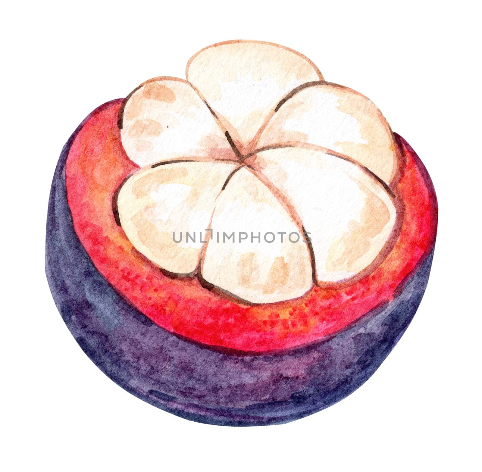 Watercolor cut mangosteen fruit illustration isolated on white background