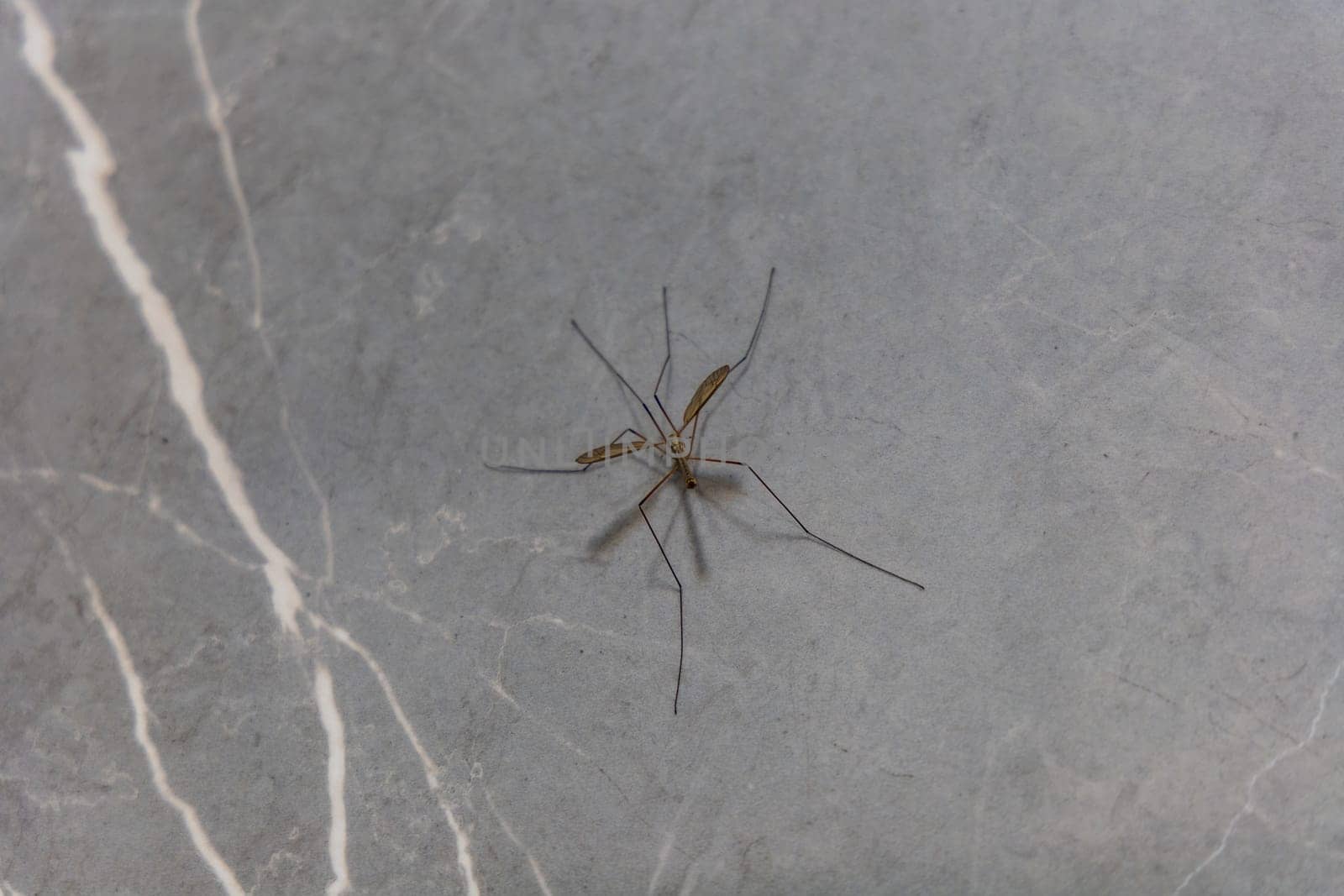 Big mosquito with long legs is sitting on gray marble wall of shower 