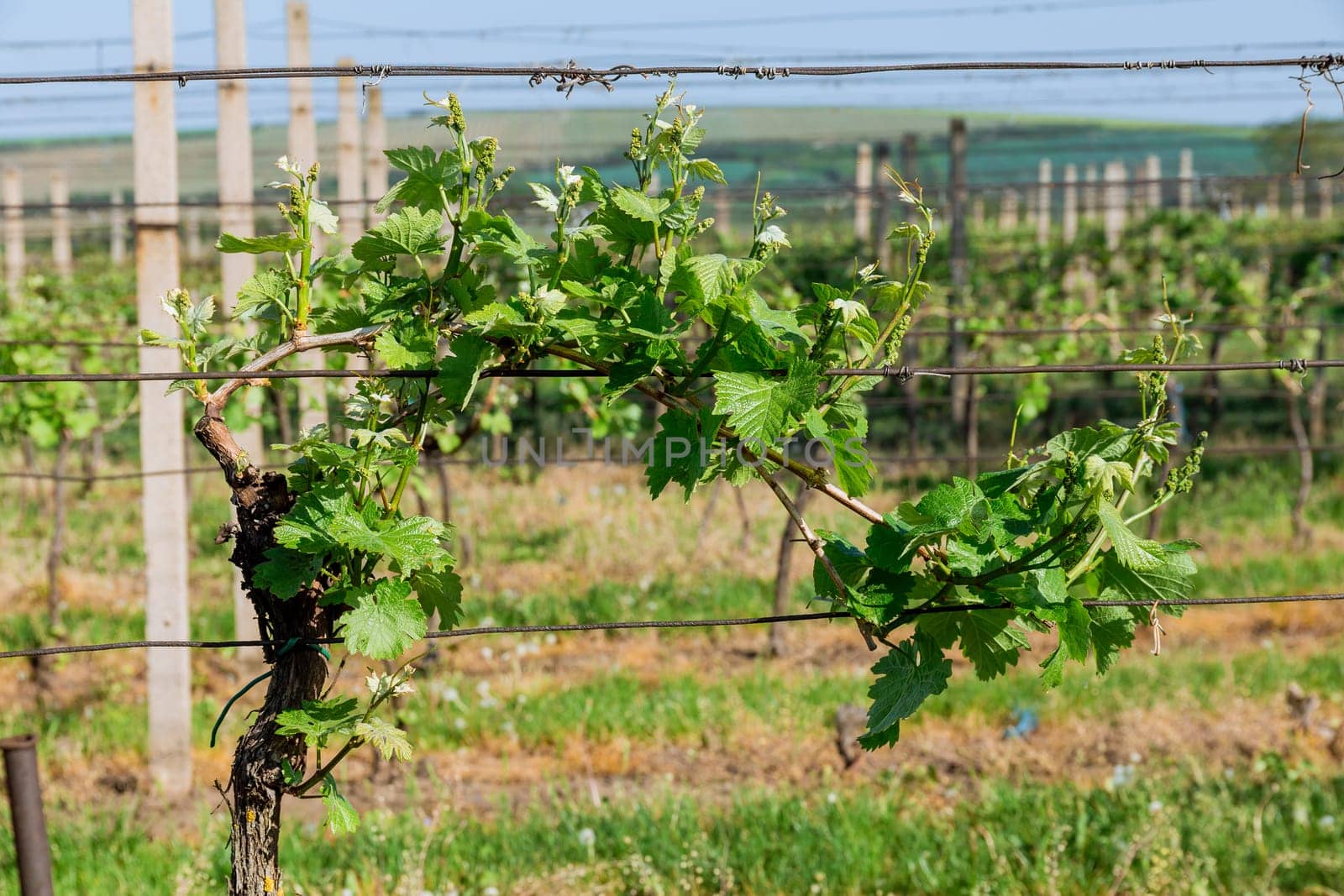 Lush green vineyards make for a stunning sight in countryside. Grapes come in various colors and flavors, reflecting the terroir of the vineyard.
