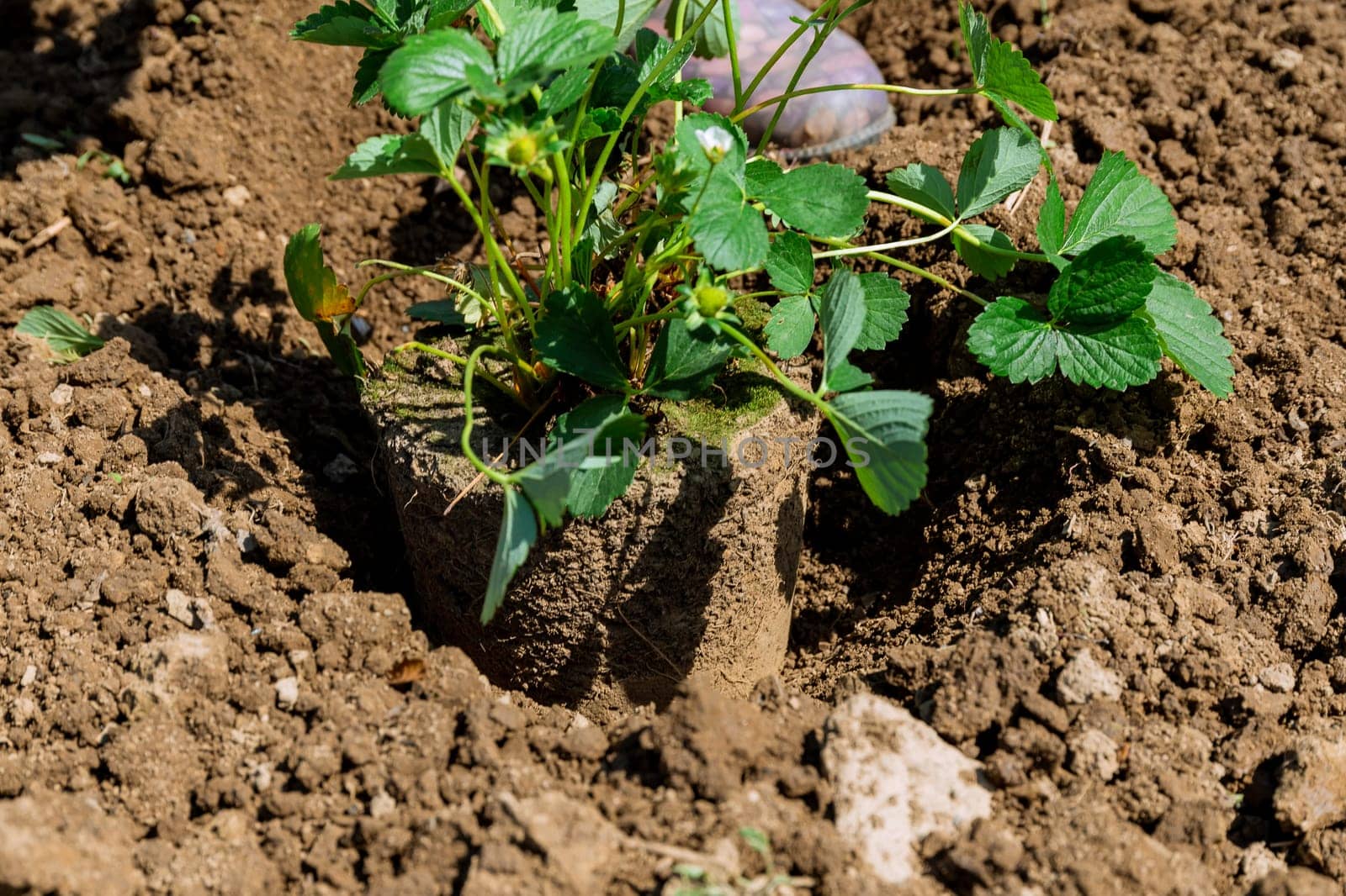 Planting berry bushes is a rewarding and fulfilling activity. Process of planting strawberries involves selecting healthy seedlings.