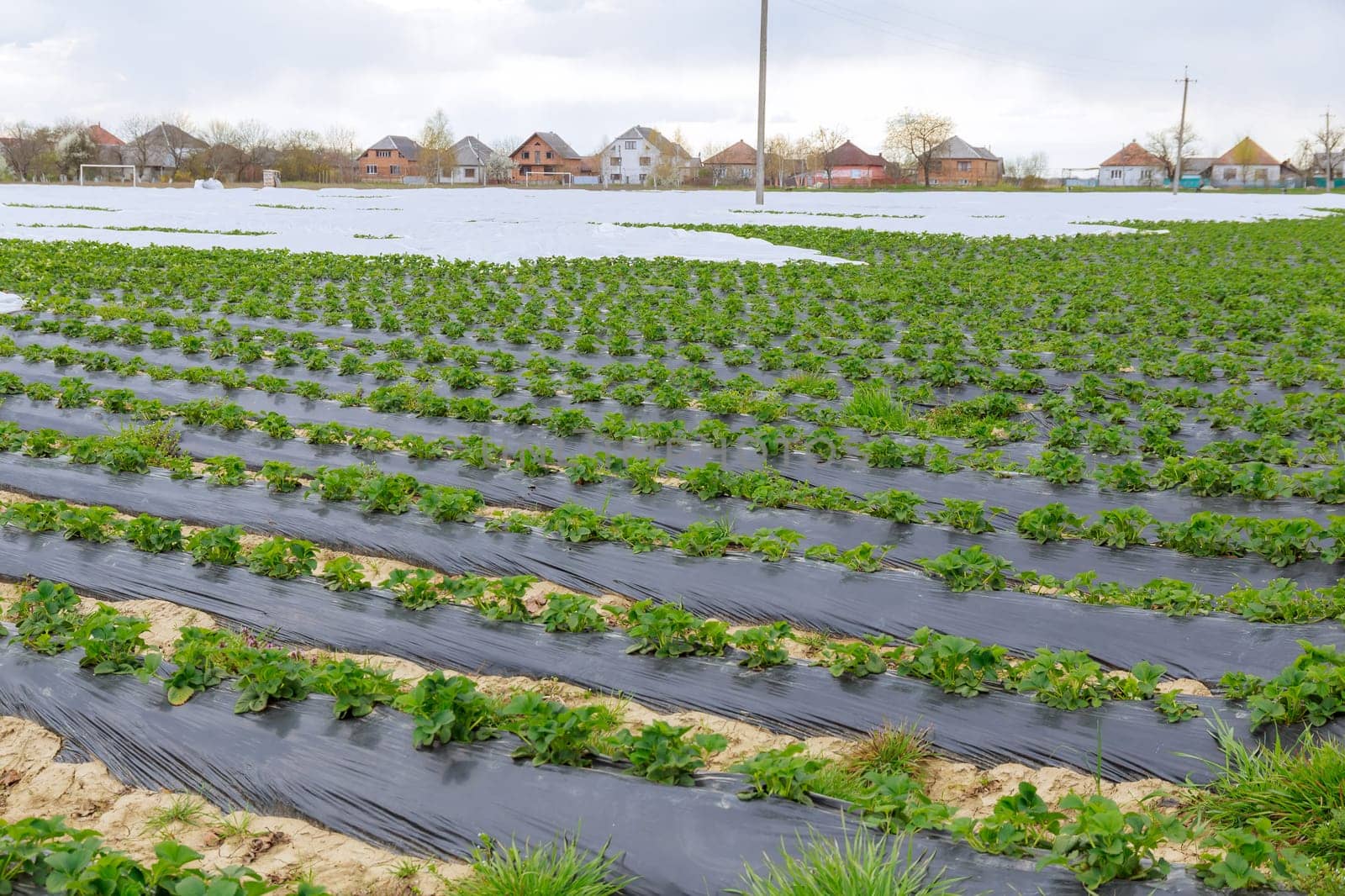 Cultivation of berries requires careful attention to detail. Strawberry fields showcase vibrant landscape of agricultural community.