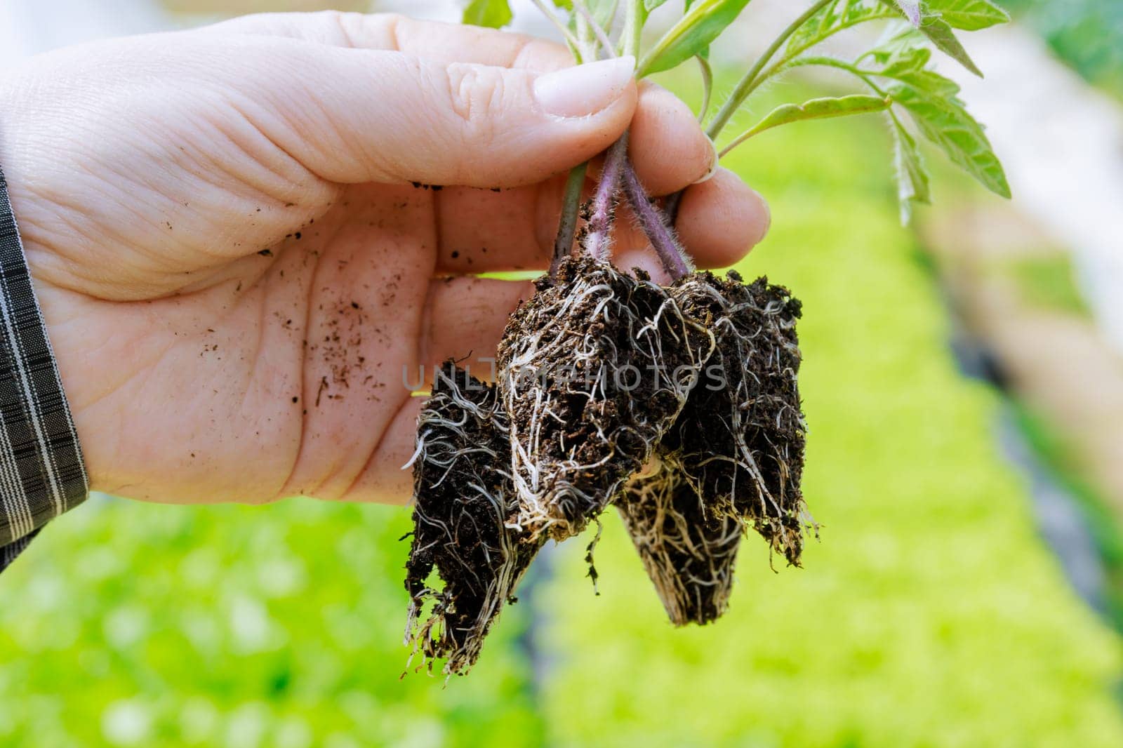 Farmer examines the root system of each seedling to ensure they are well-established before transplanting.