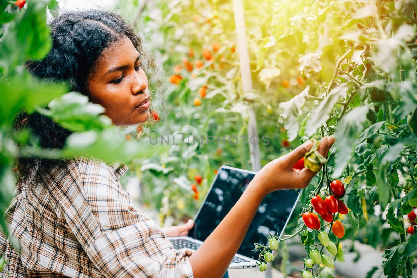 In a modern tomato greenhouse a woman farmer checks organic veggies' quality notes on laptop. Her smiling portrait signifies expertise innovative farming and diligent growth care.