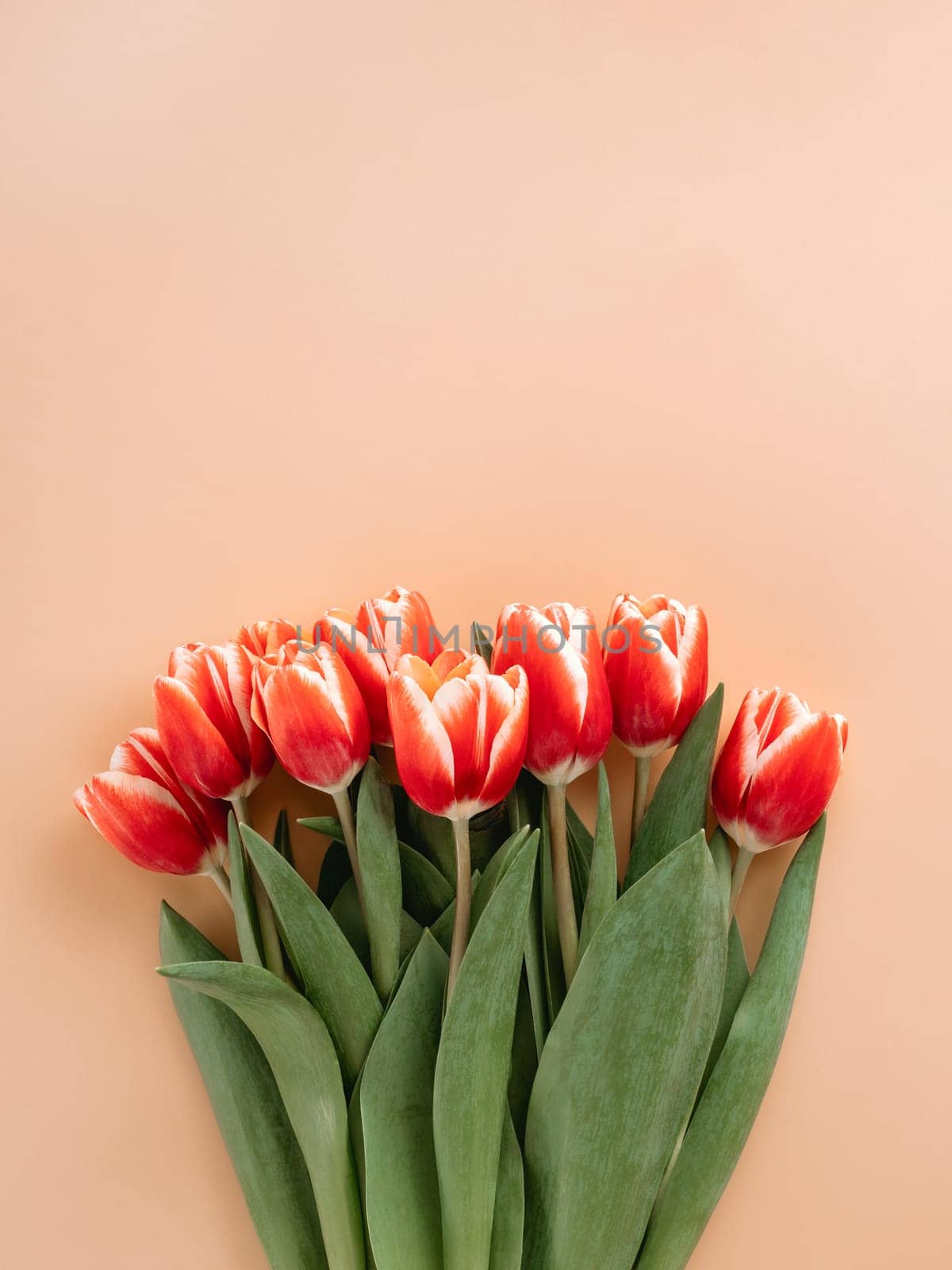 Bunch of red tulip on beige background by fascinadora