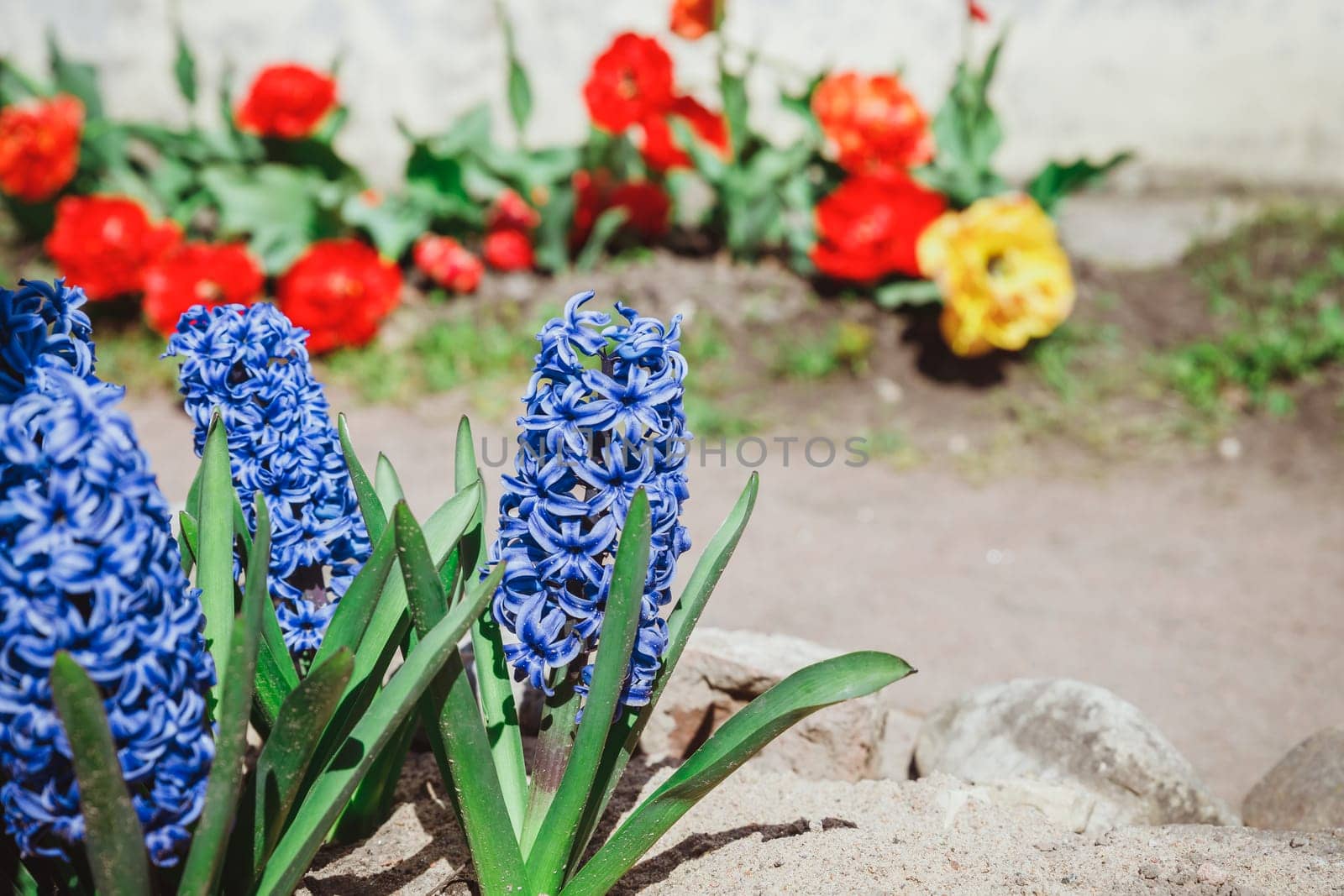 Multicolored flowers hyacinths in bloom in spring garden with sunny rays, traditional easter flowers, easter spring background. selective focus. Flowering pink hyacinths in sunny day in nature. by YuliaYaspe1979