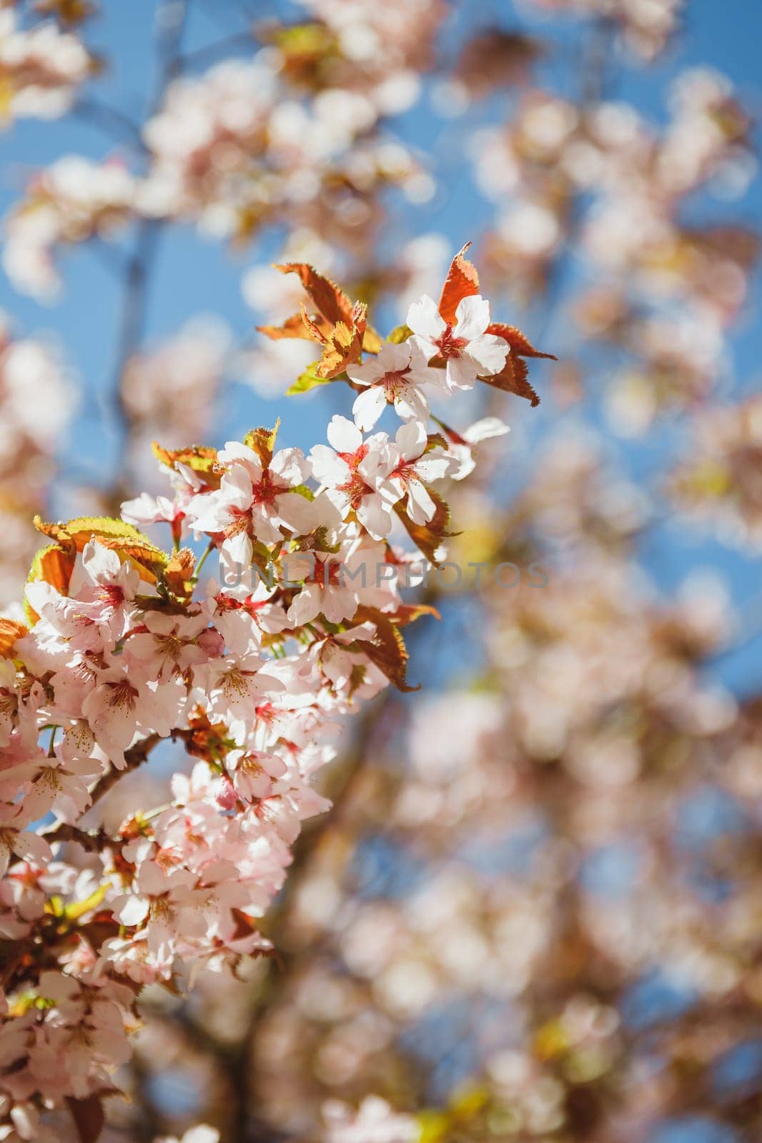 Beautiful Pink Sakura flowers, cherry blossom during springtime against blue sky