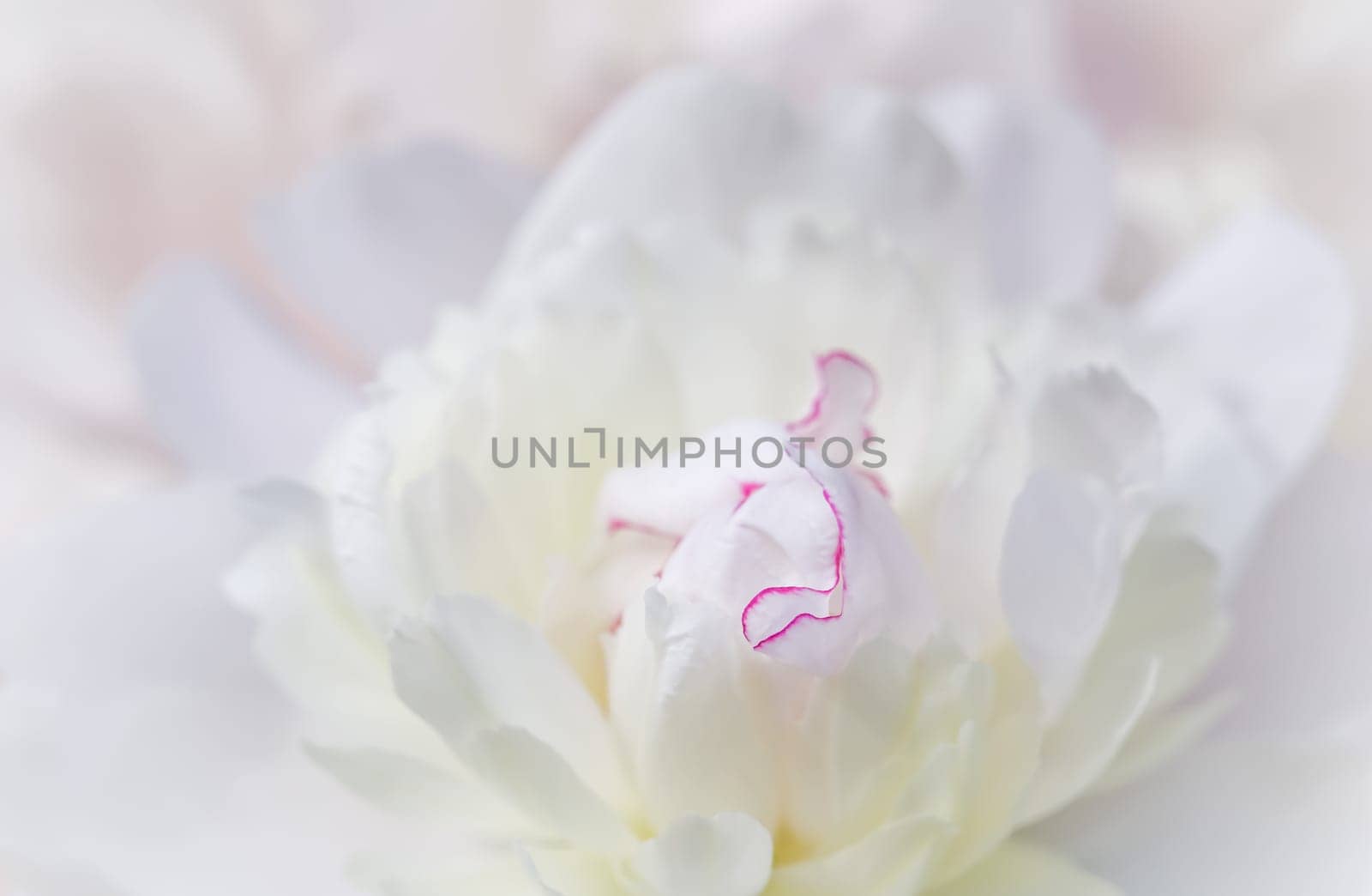 White peony flower petals. Macro flowers background. Soft focus by Olayola