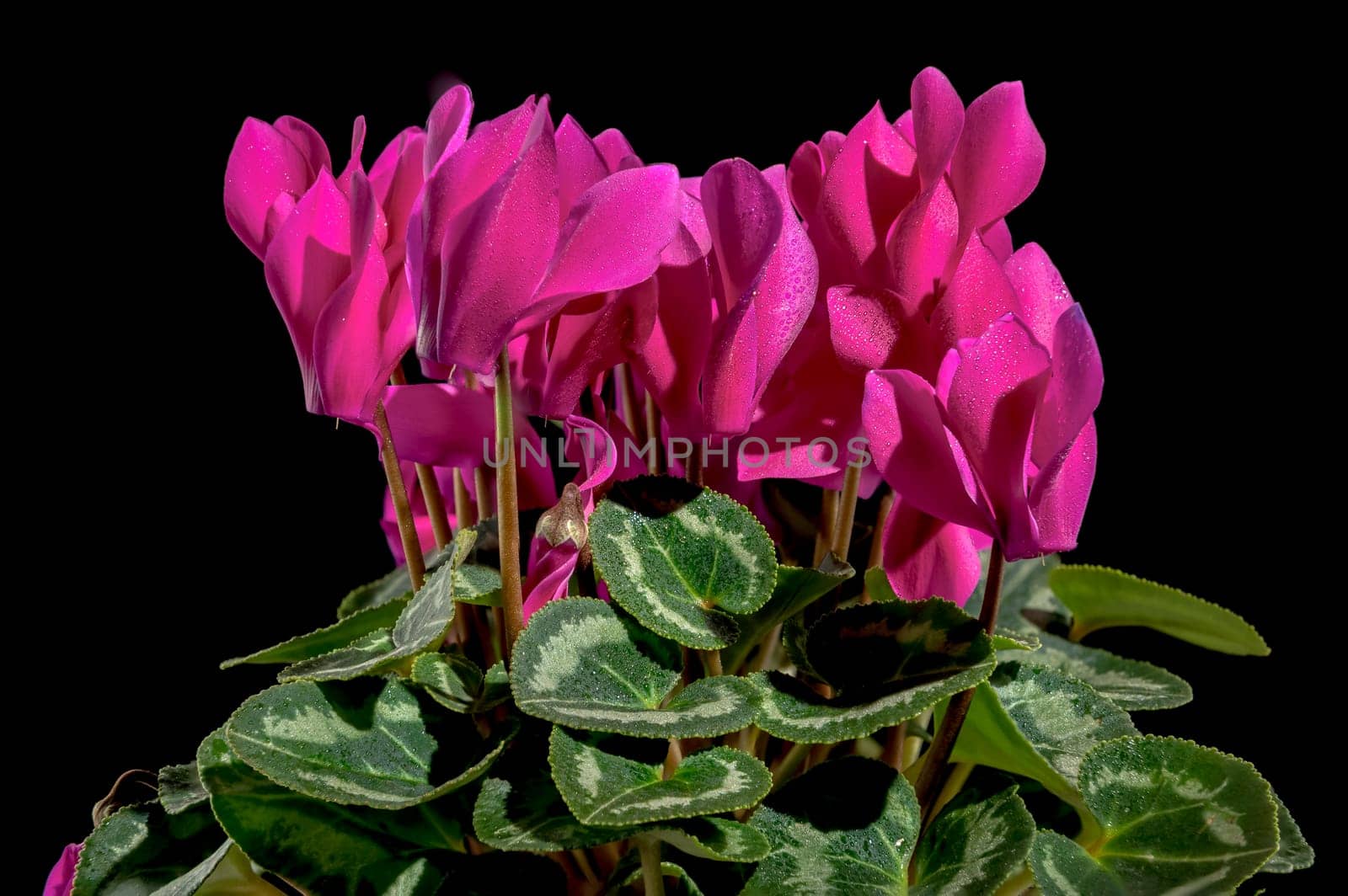 Blossoming red cyclamen persicum flowers on a black background