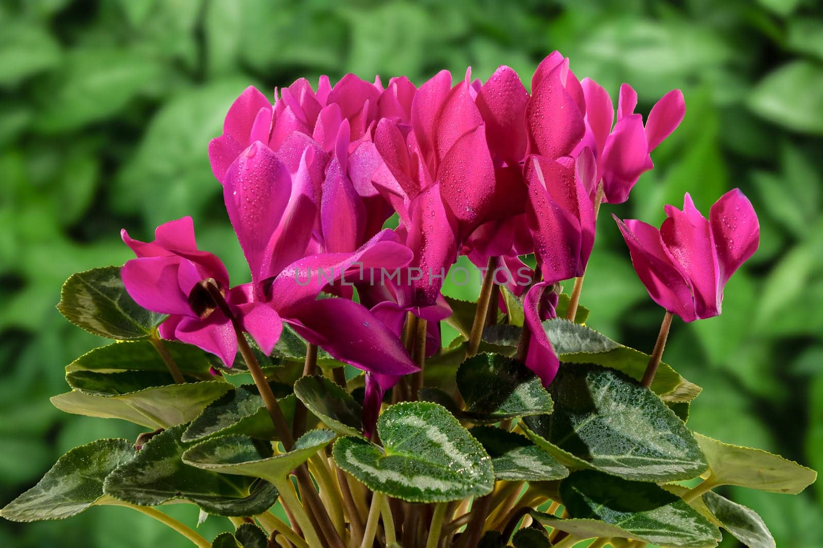 Beautiful cyclamen with red flowers and green leaves by Multipedia