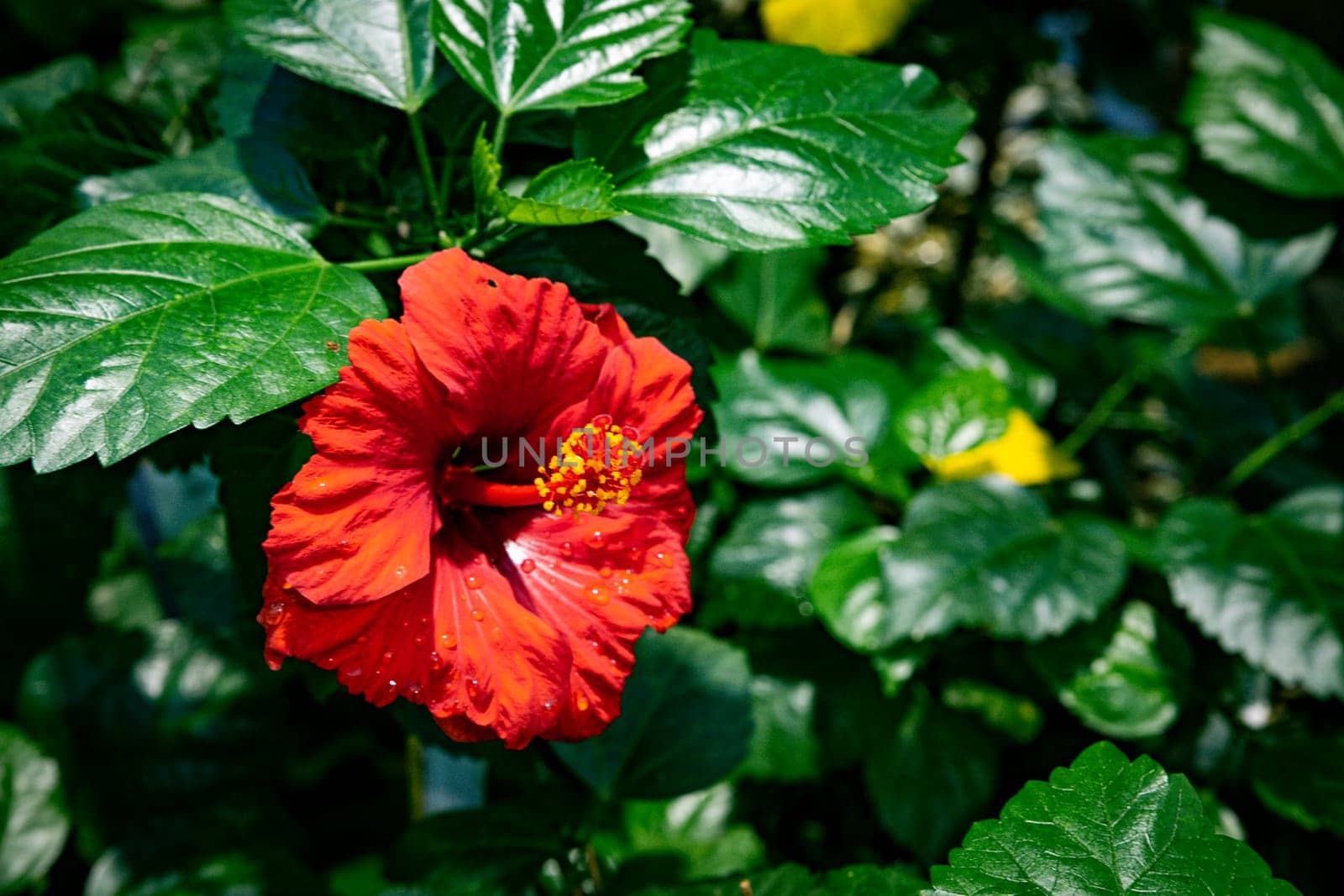hibiscus rosa sinensis red on green background leaves by compuinfoto
