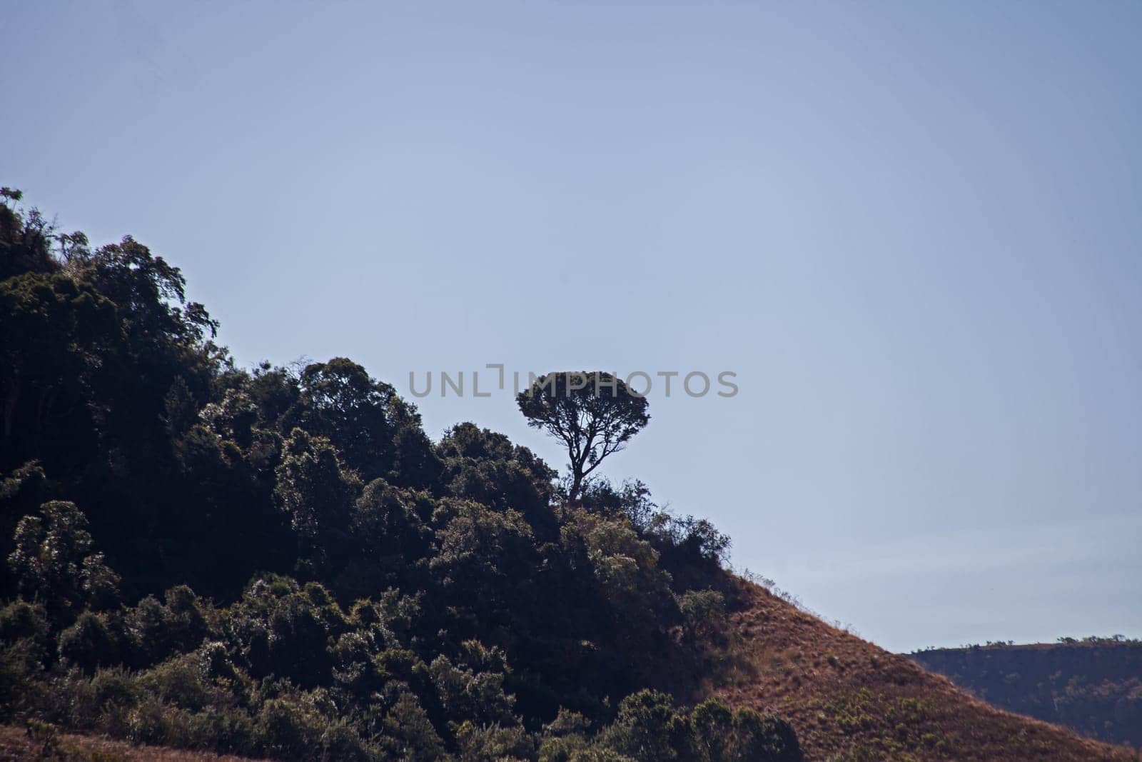 A tree on the horizon in the Royal Natal National Park in the Drakensberg South Africa