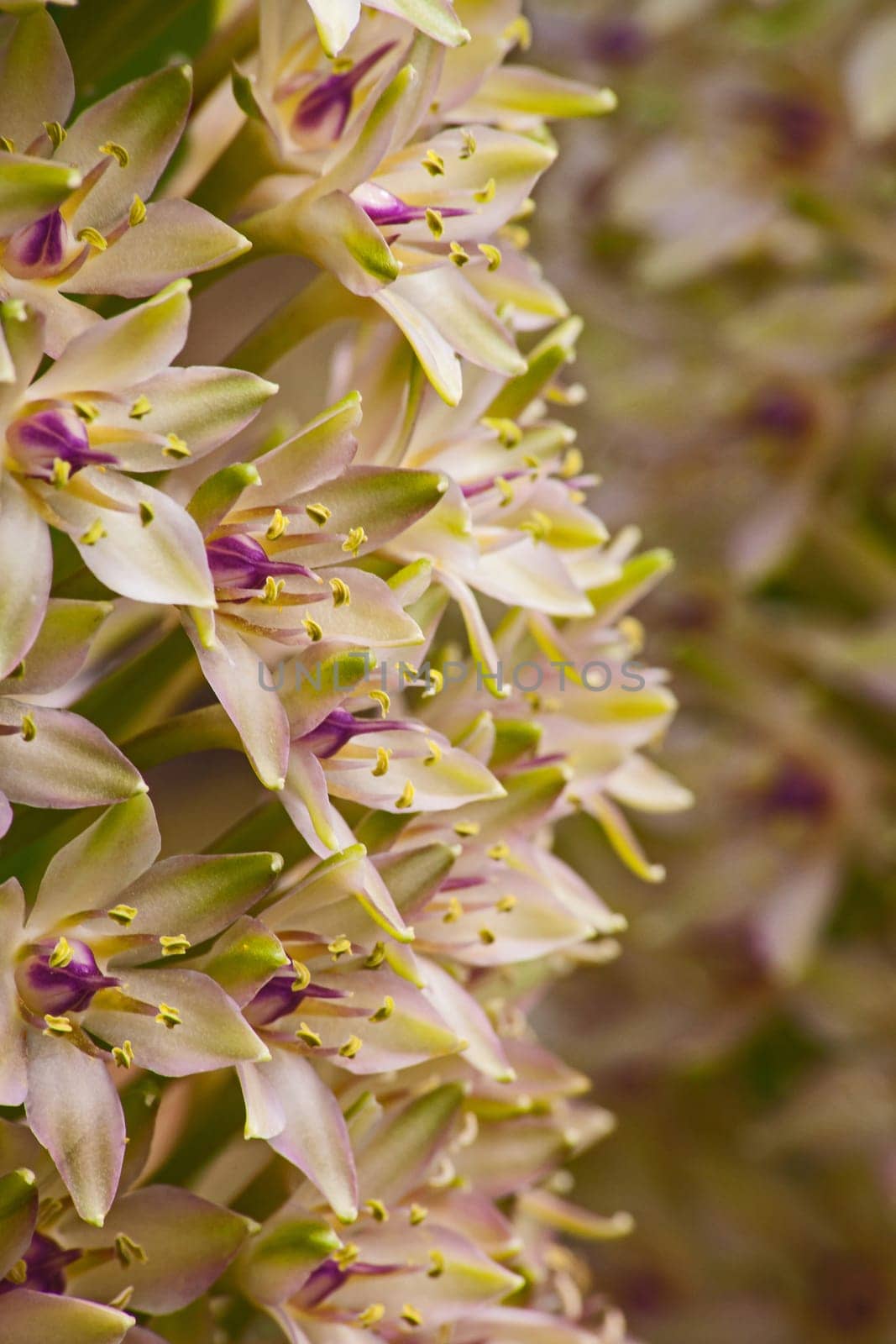 Macro image of the flowers of Eucomis autumnalis also known as Pineapple Lily or Autumn Pineapple Lily photographed in full bloom in the Walter Sisulu Botanical Garden Johannesburg South Africa