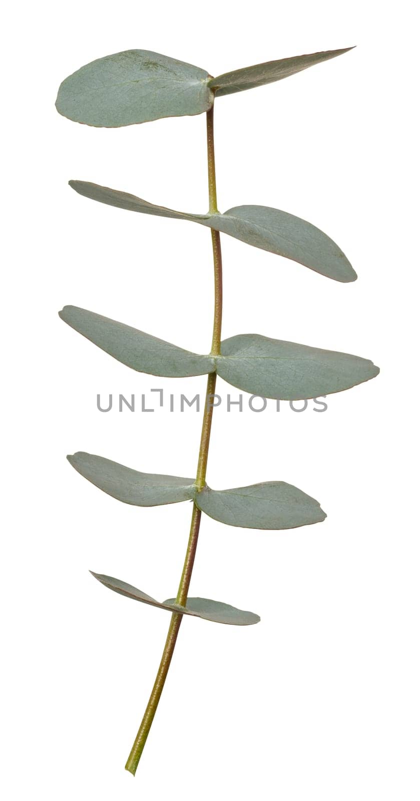 Eucalyptus branch with green leaves on isolated background by ndanko