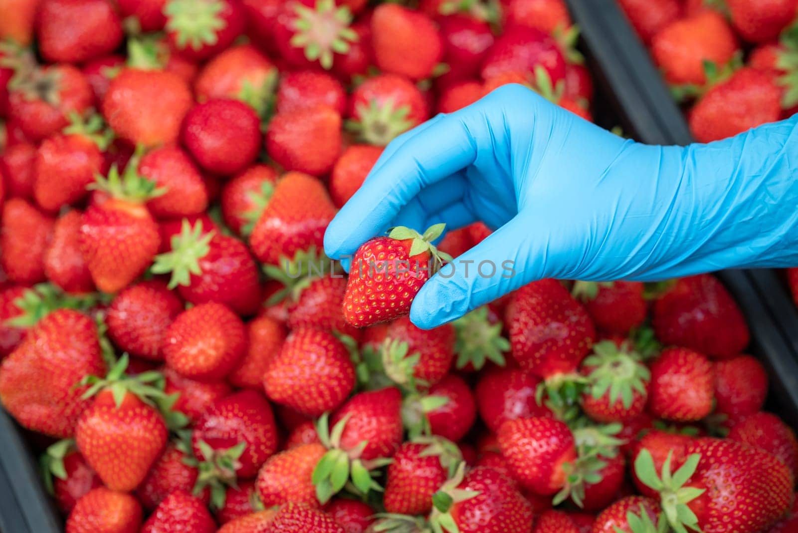Hand in blue glove holding one ripe strawberry over many in plastic boxes by VitaliiPetrushenko